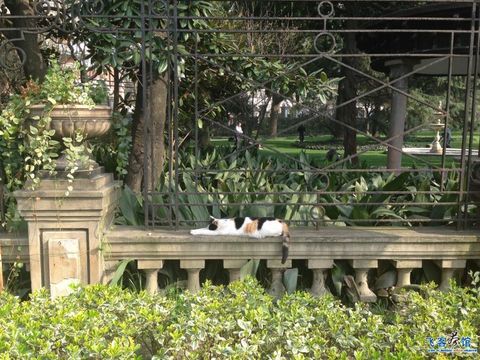 【上海.瑞金洲际.三八妇女节.市中心的世外桃源.非常满意.真实入住多图70P,含hh图】
