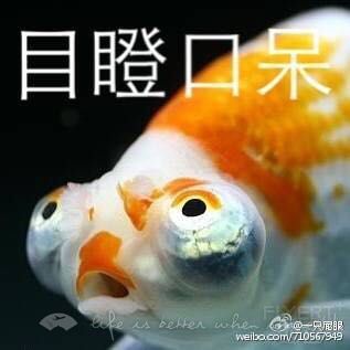 不**就不会死:CA+OD公务，TG+SQ+MS经济舱东南亚体验之旅（更新完毕）