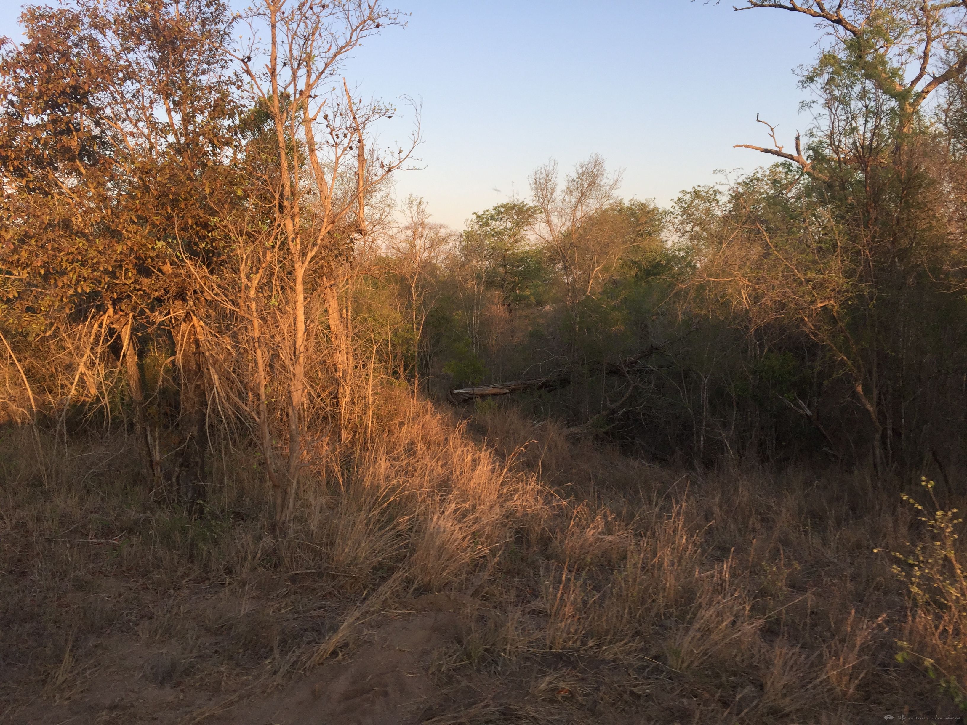 [Ϸ] Sabi Sabi Earth Lodge