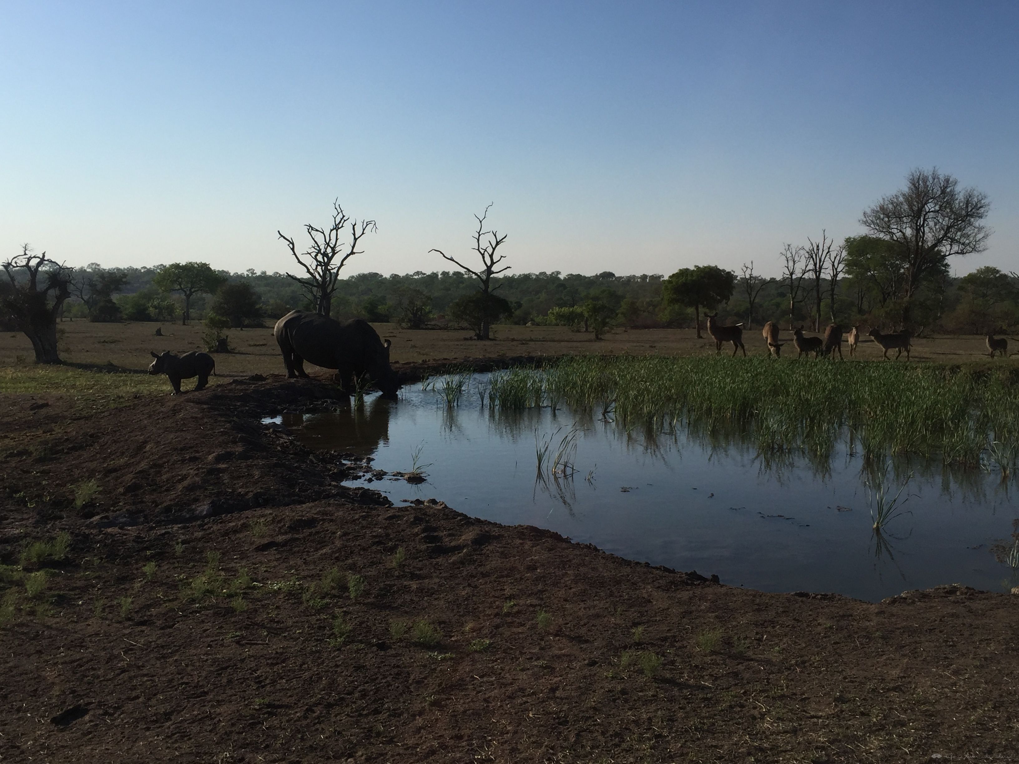 [Ϸ] Sabi Sabi Earth Lodge