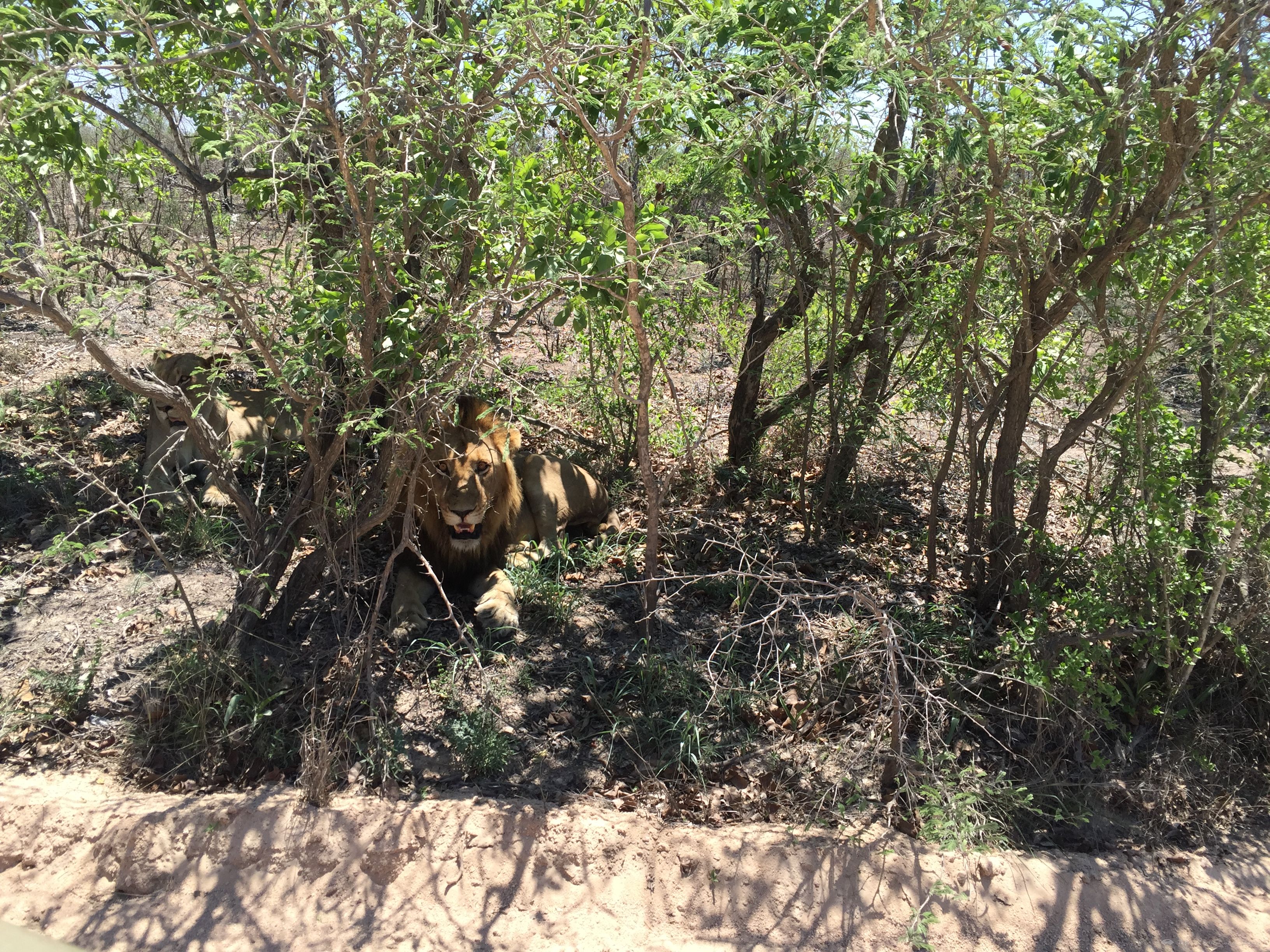 [Ϸ] Sabi Sabi Earth Lodge