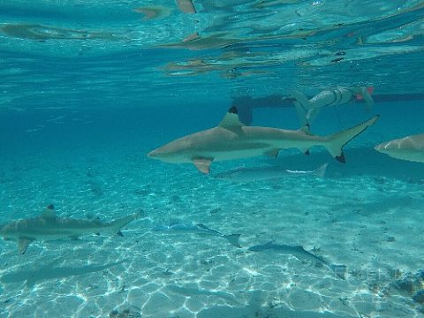 IMG_0395.JPG