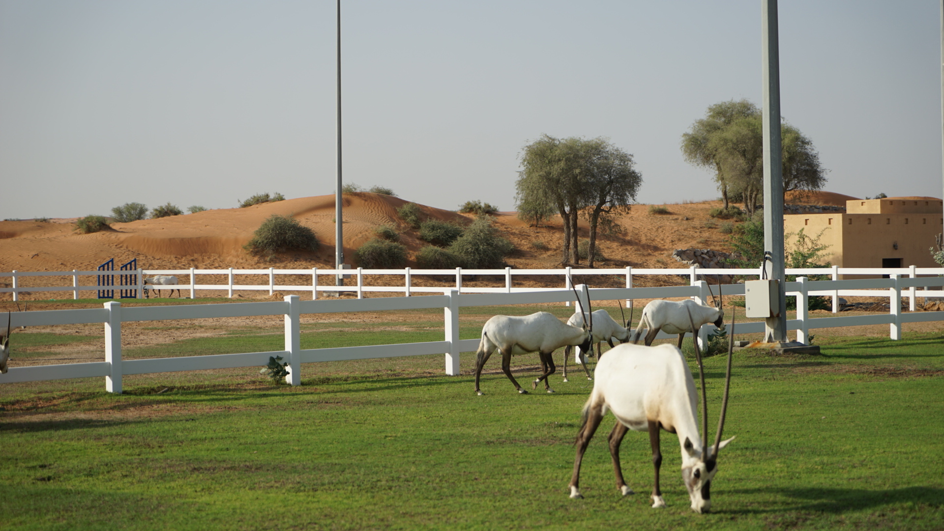 ּɳĮAl Wadi Desert, Ras Al Khaimah, a Ritz-Carlton partner hotel