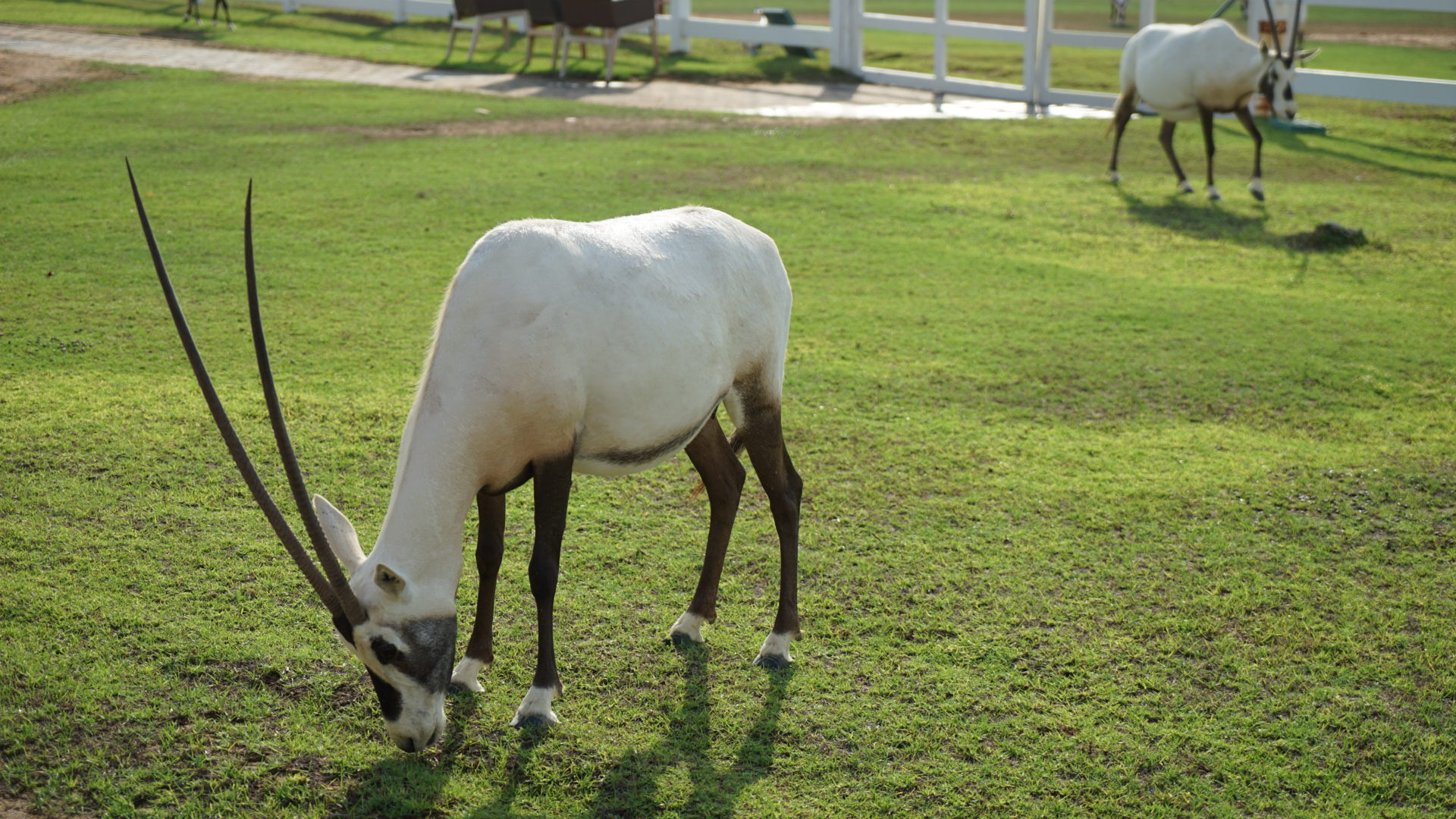 ּɳĮAl Wadi Desert, Ras Al Khaimah, a Ritz-Carlton partner hotel