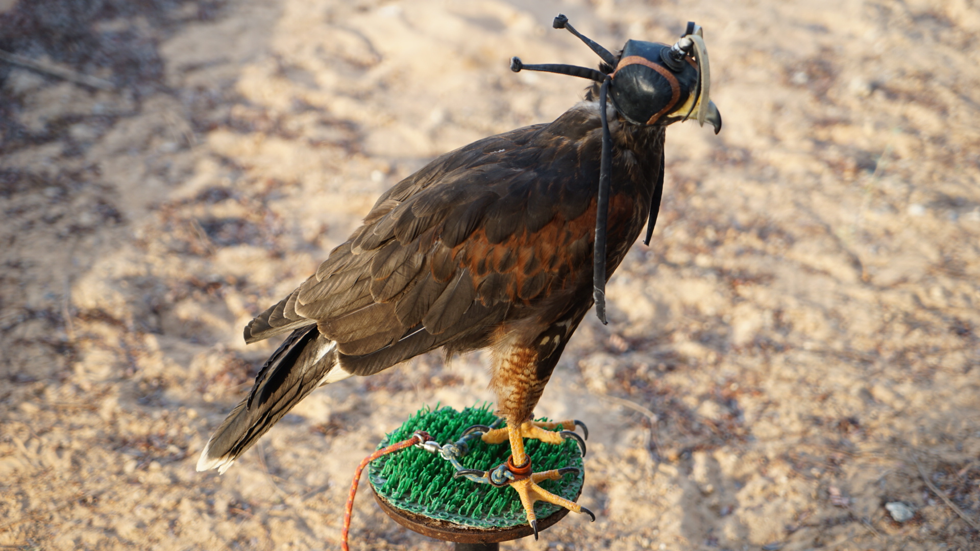 ּɳĮAl Wadi Desert, Ras Al Khaimah, a Ritz-Carlton partner hotel