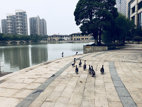 神奇动物在哪里——打卡常州香格里拉