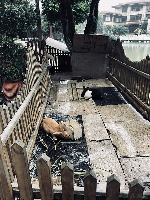 神奇动物在哪里——打卡常州香格里拉