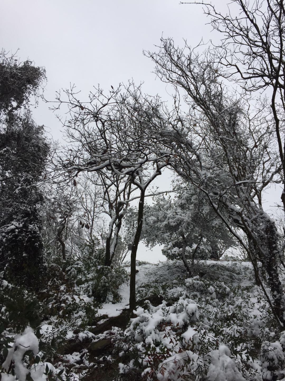 ޷շ塪׷2018һѩó