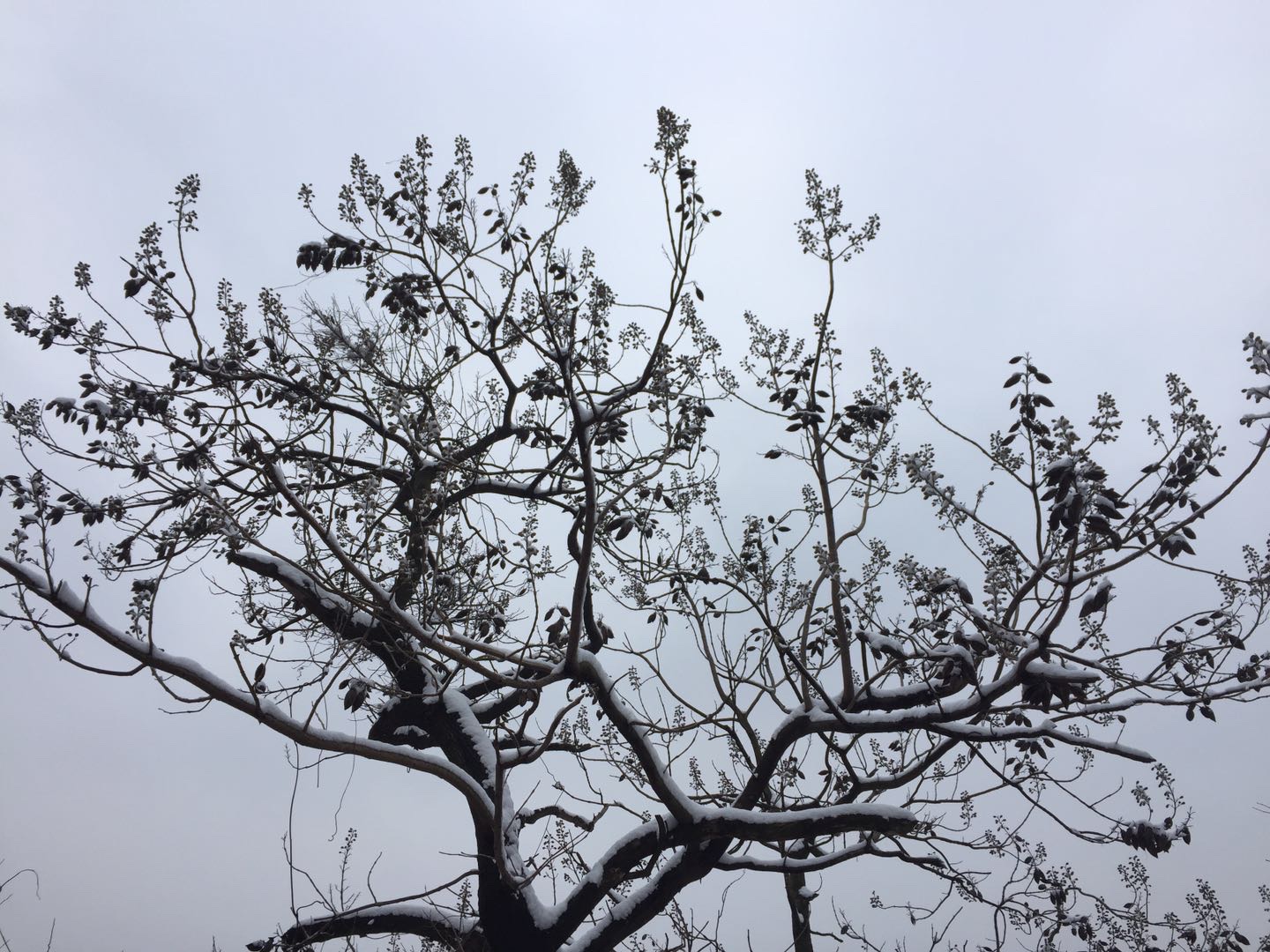 ޷շ塪׷2018һѩó