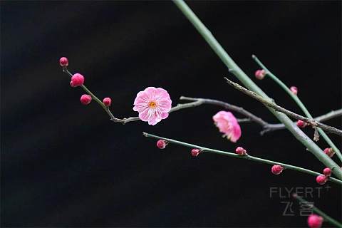 杭州天域开元，探梅等雪玩转古韵新潮