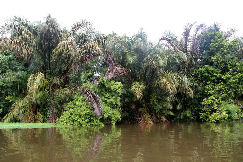 Tortuguero National Park (12).JPG