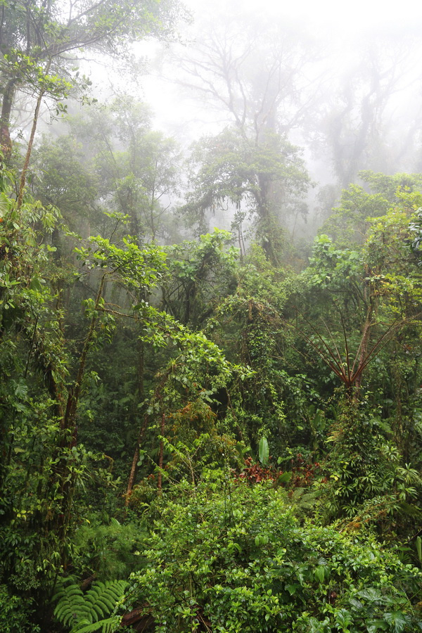 Monteverde--Cloud Forest (10).JPG