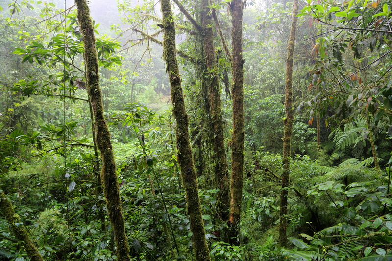 Monteverde--Cloud Forest (11).JPG