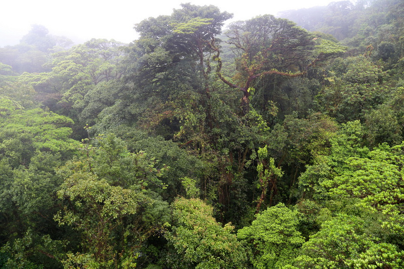 Monteverde--Cloud Forest (16).JPG