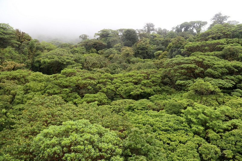 Monteverde--Cloud Forest (19).JPG