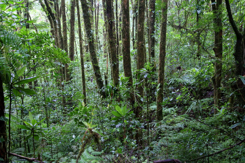 Monteverde--Cloud Forest (21).JPG