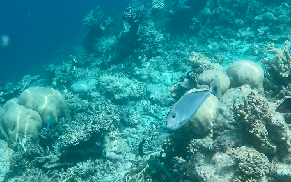 Park Hyatt Maldives Hadahaa  | Pool Villa & Water Villa