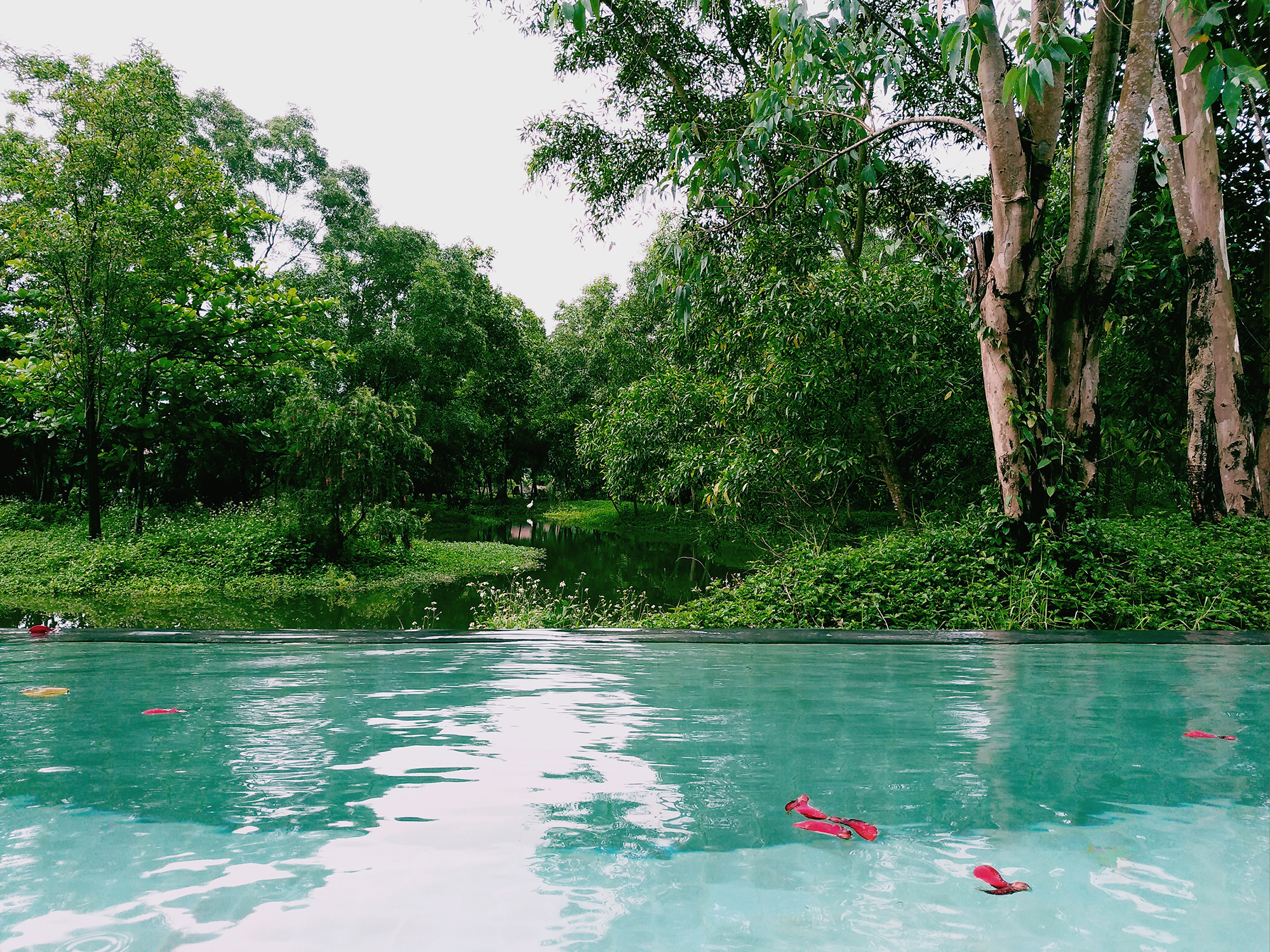 Խׯ Banyan Tree Lang Co