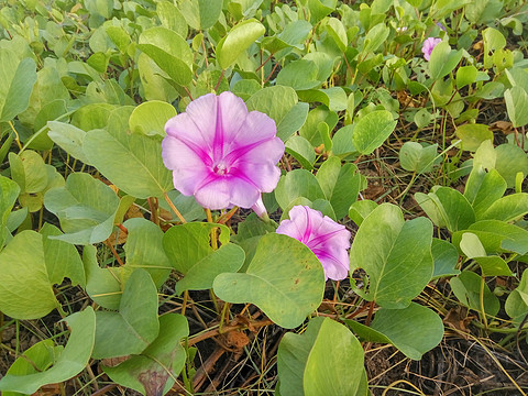 IMG_20171020_072047_HDR.jpg