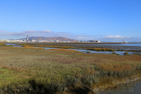 California--San Francisco Airport Marriott Waterfront Wetland (2).JPG