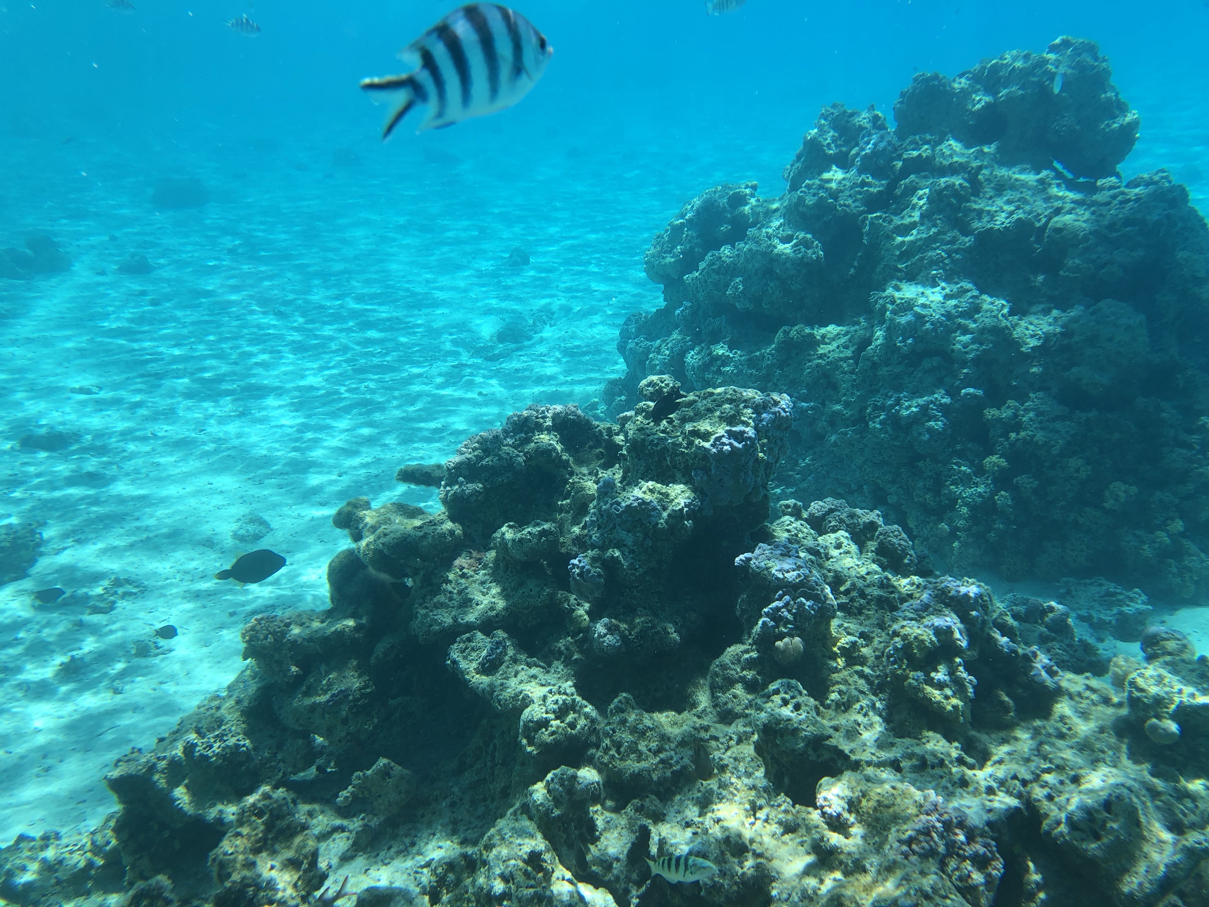 Ϫز𼪶ȼپƵ The St.Regis Bora Bora Resort