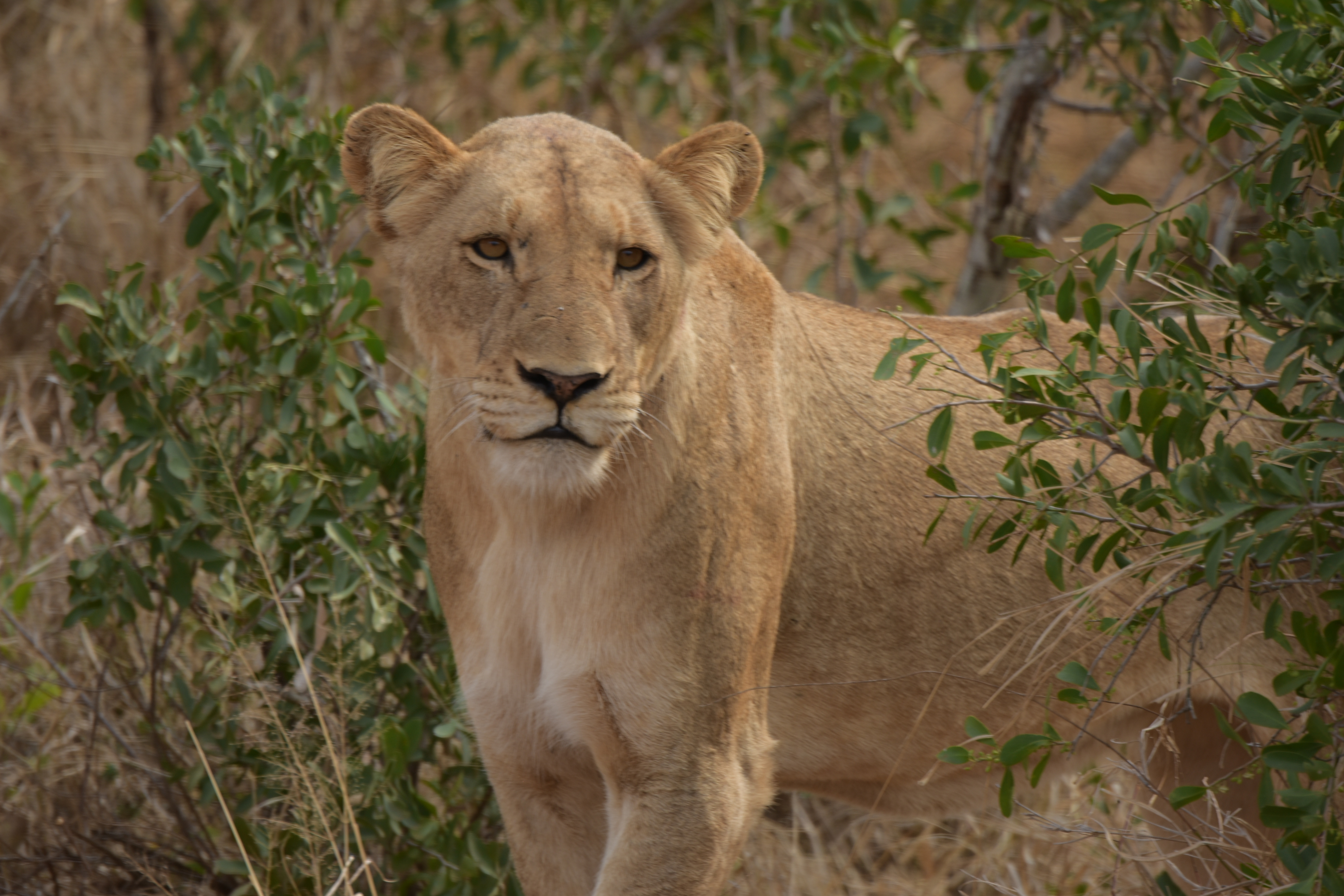 Kruger Park safari  µĿ³԰ProteaվƵ