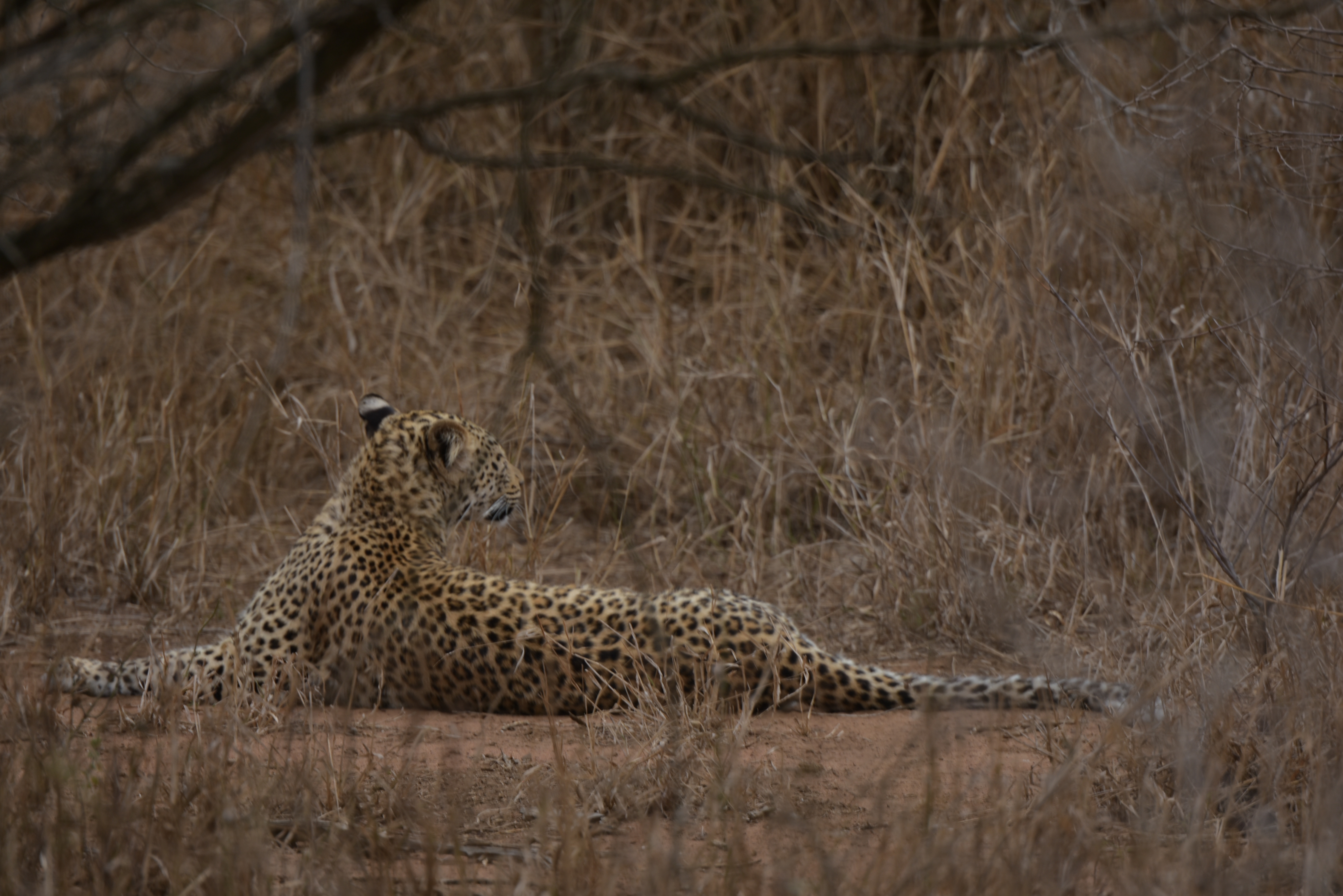 Kruger Park safari  µĿ³԰ProteaվƵ