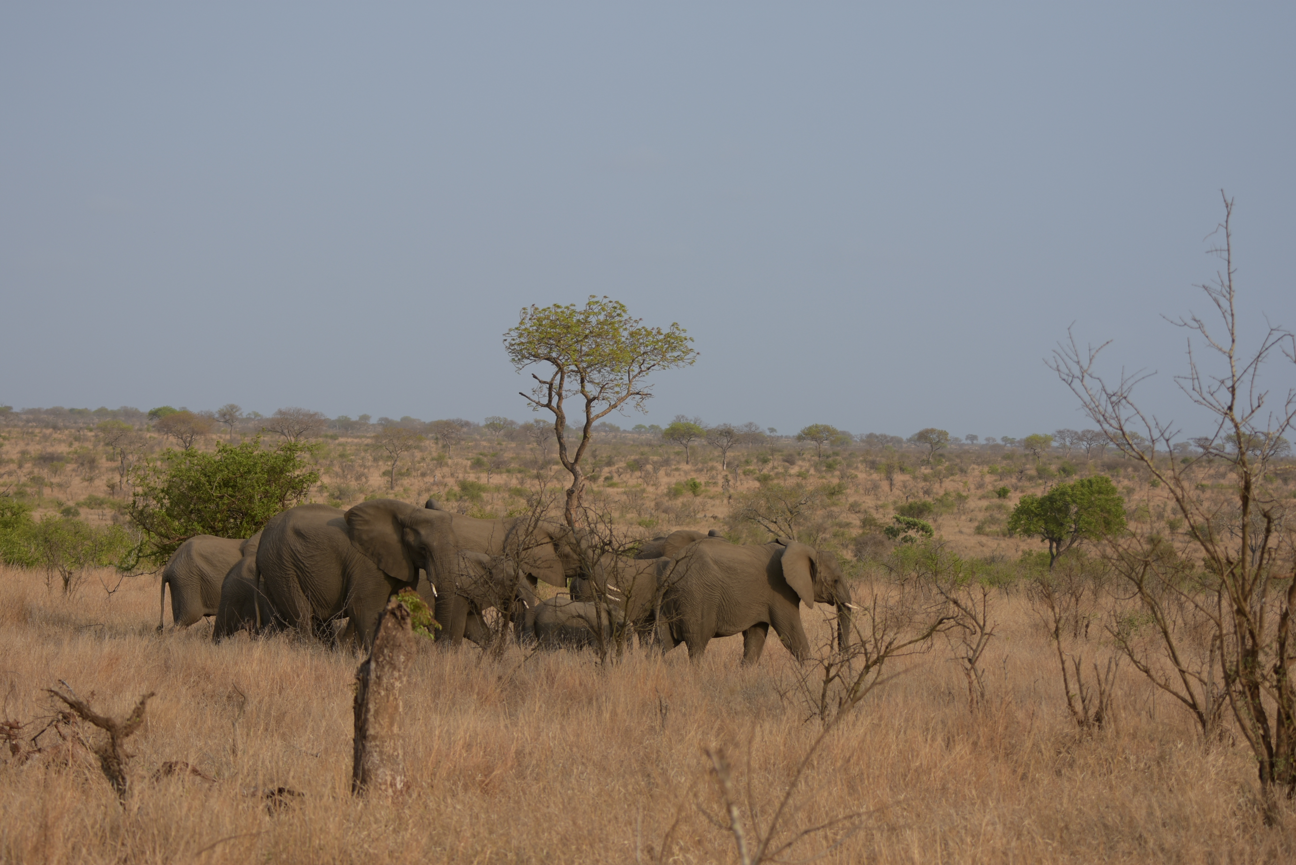 Kruger Park safari  µĿ³԰ProteaվƵ