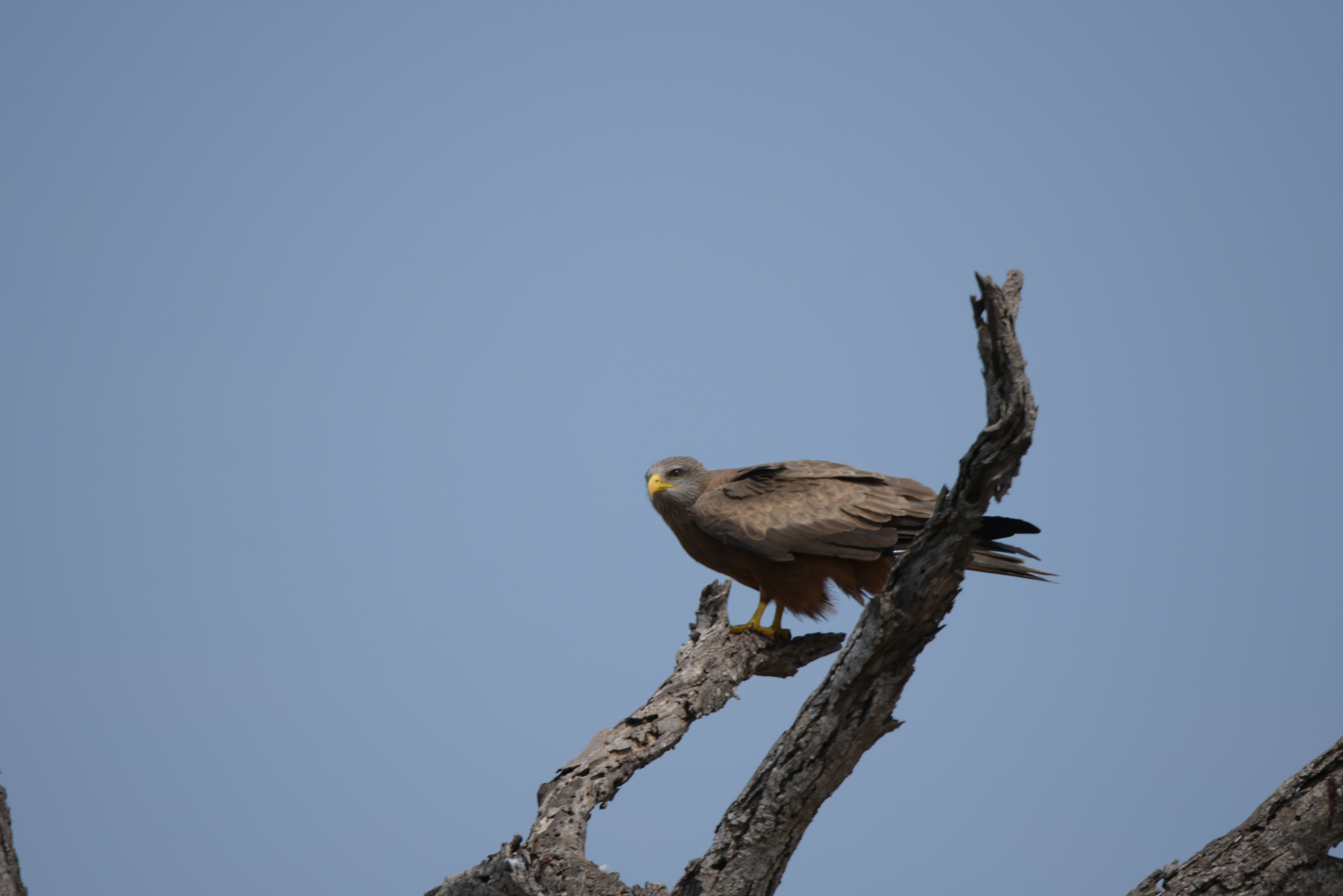 Kruger Park safari  µĿ³԰ProteaվƵ