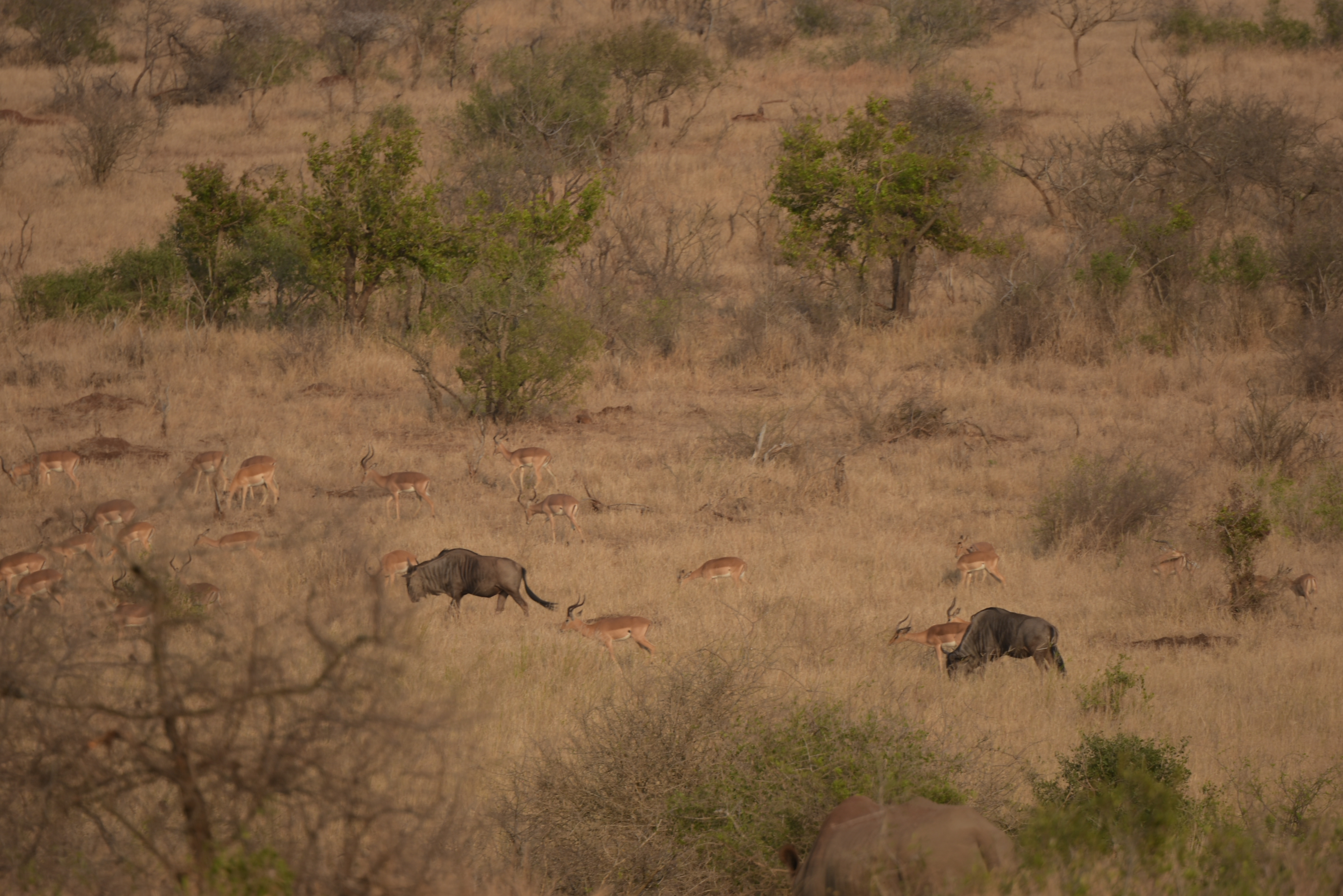 Kruger Park safari  µĿ³԰ProteaվƵ