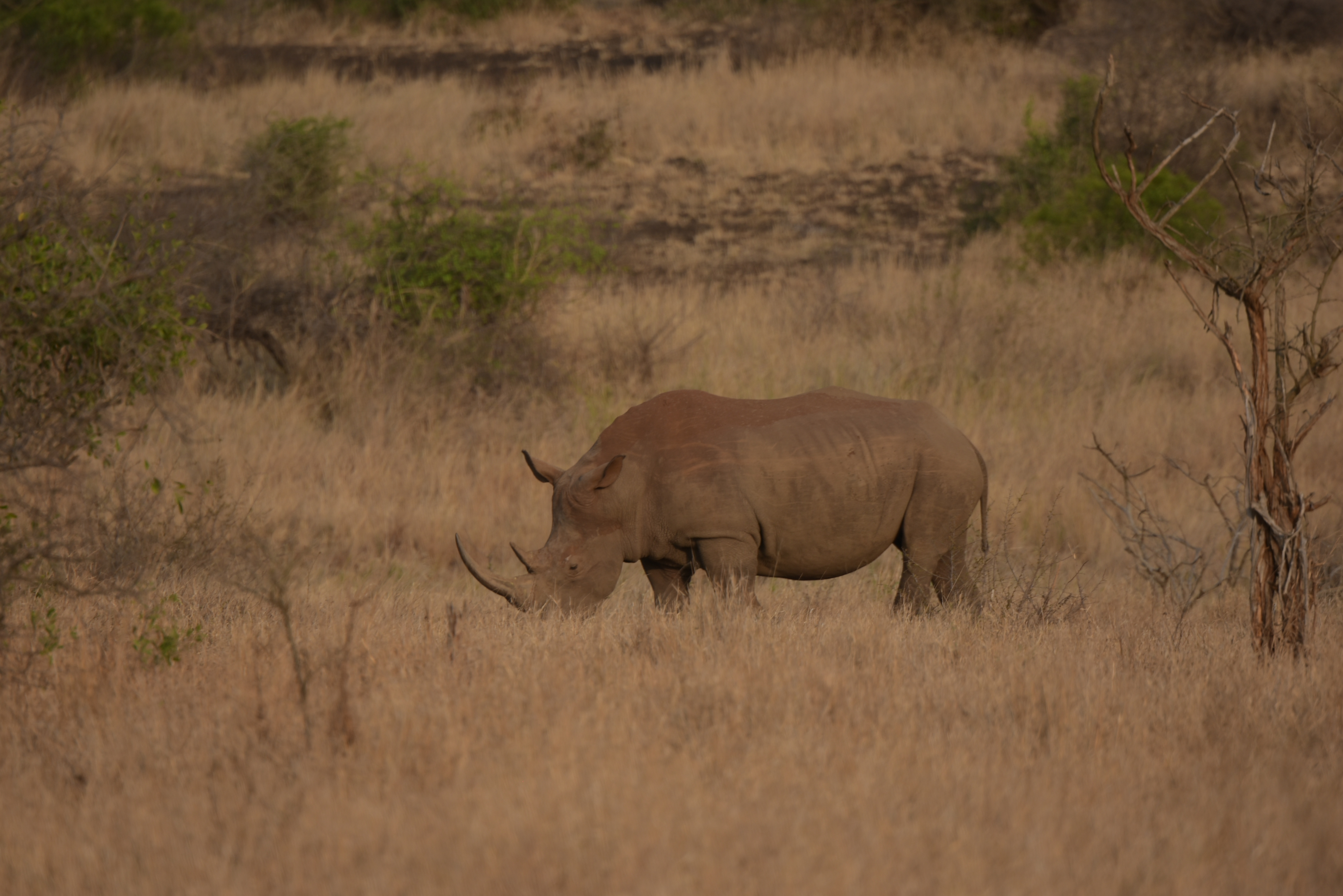 Kruger Park safari  µĿ³԰ProteaվƵ