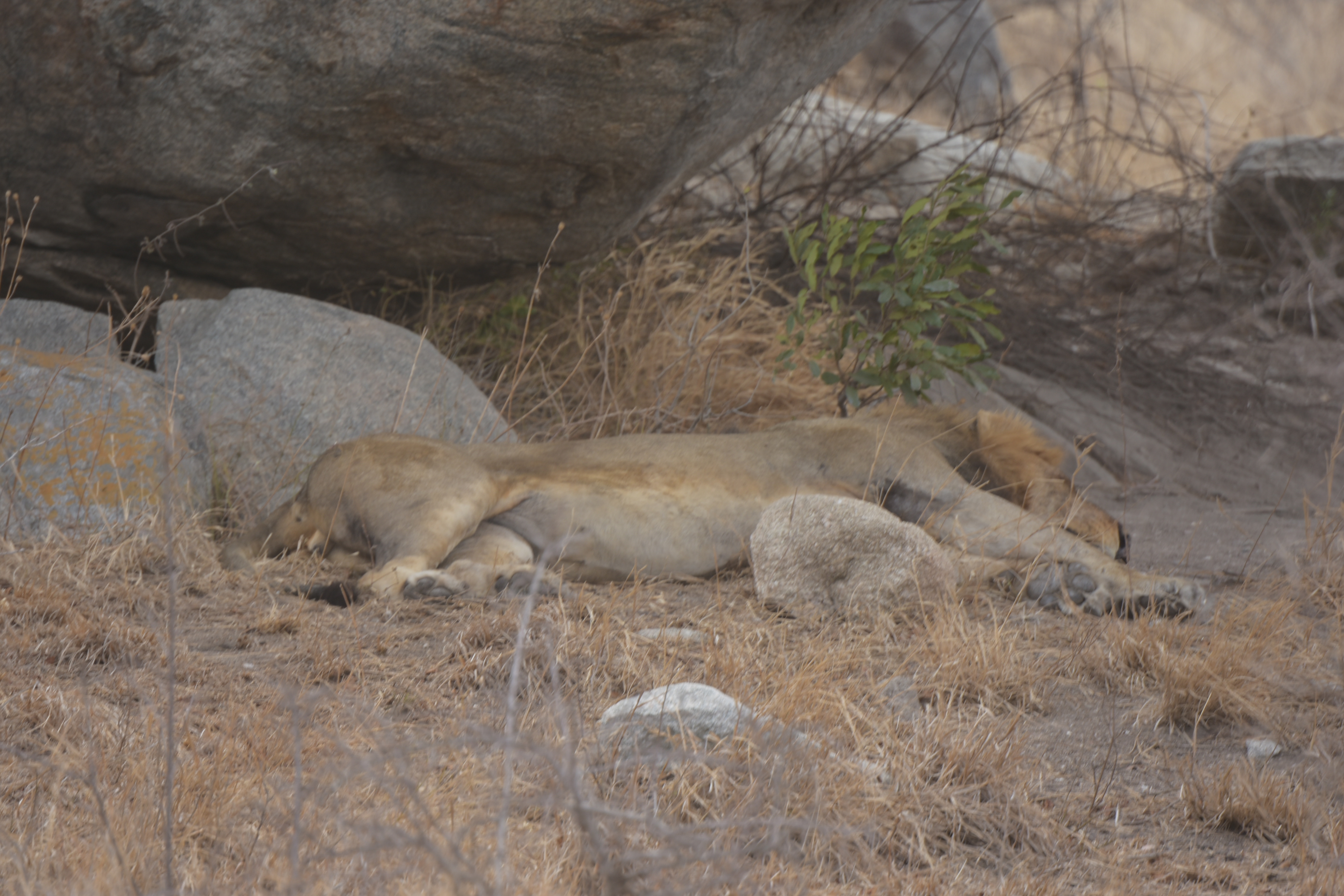 Kruger Park safari  µĿ³԰ProteaվƵ