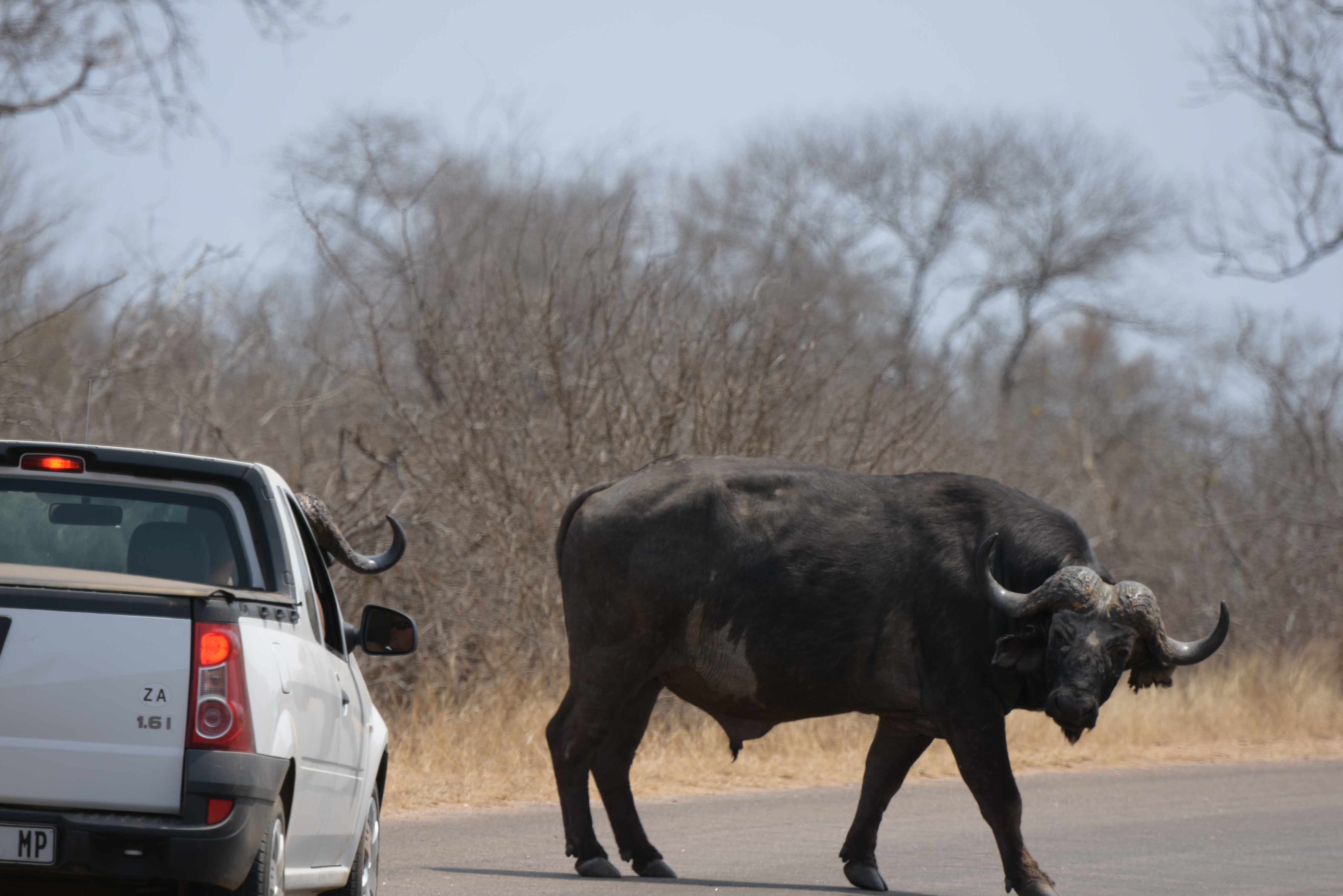 Kruger Park safari  µĿ³԰ProteaվƵ