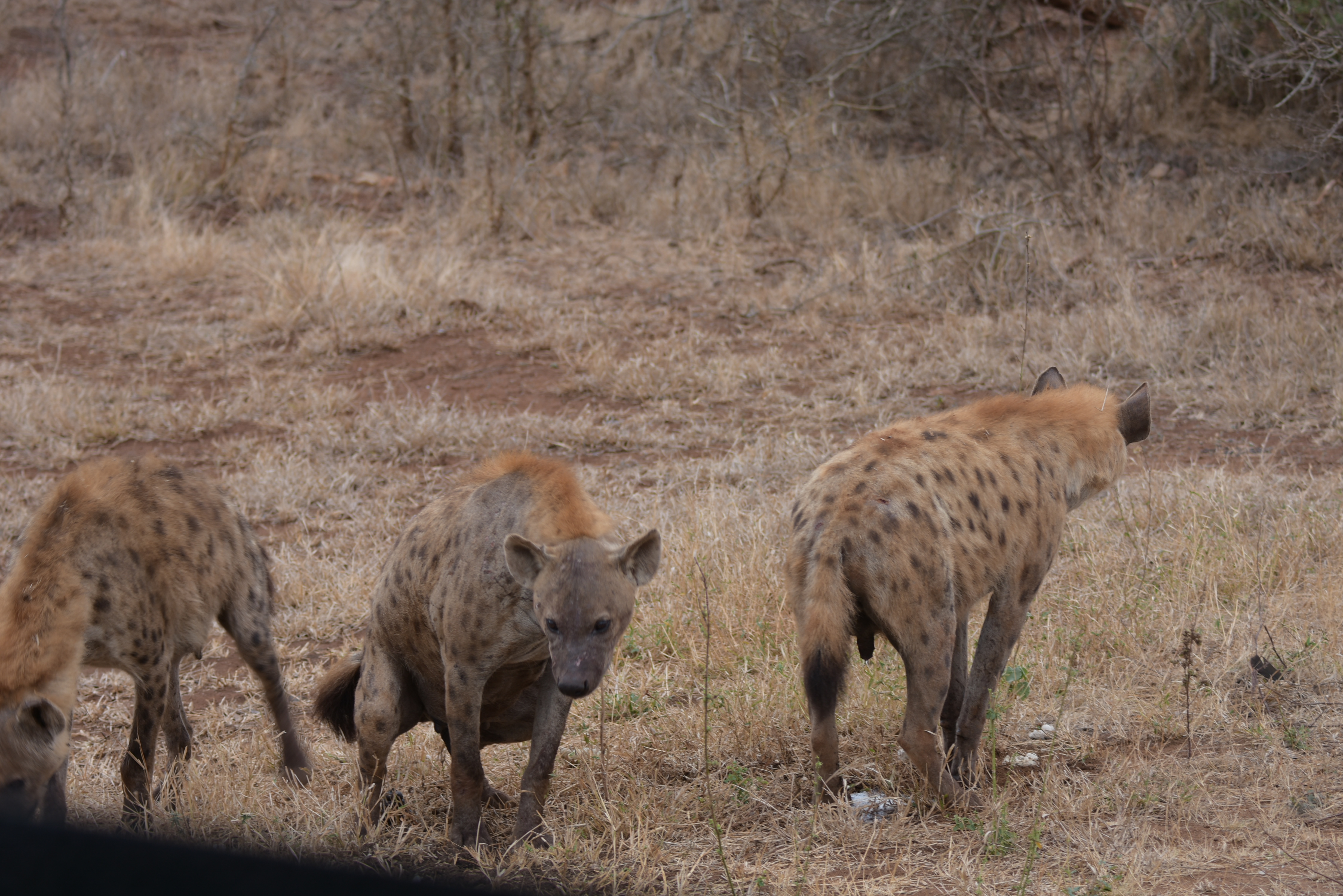 Kruger Park safari  µĿ³԰ProteaվƵ