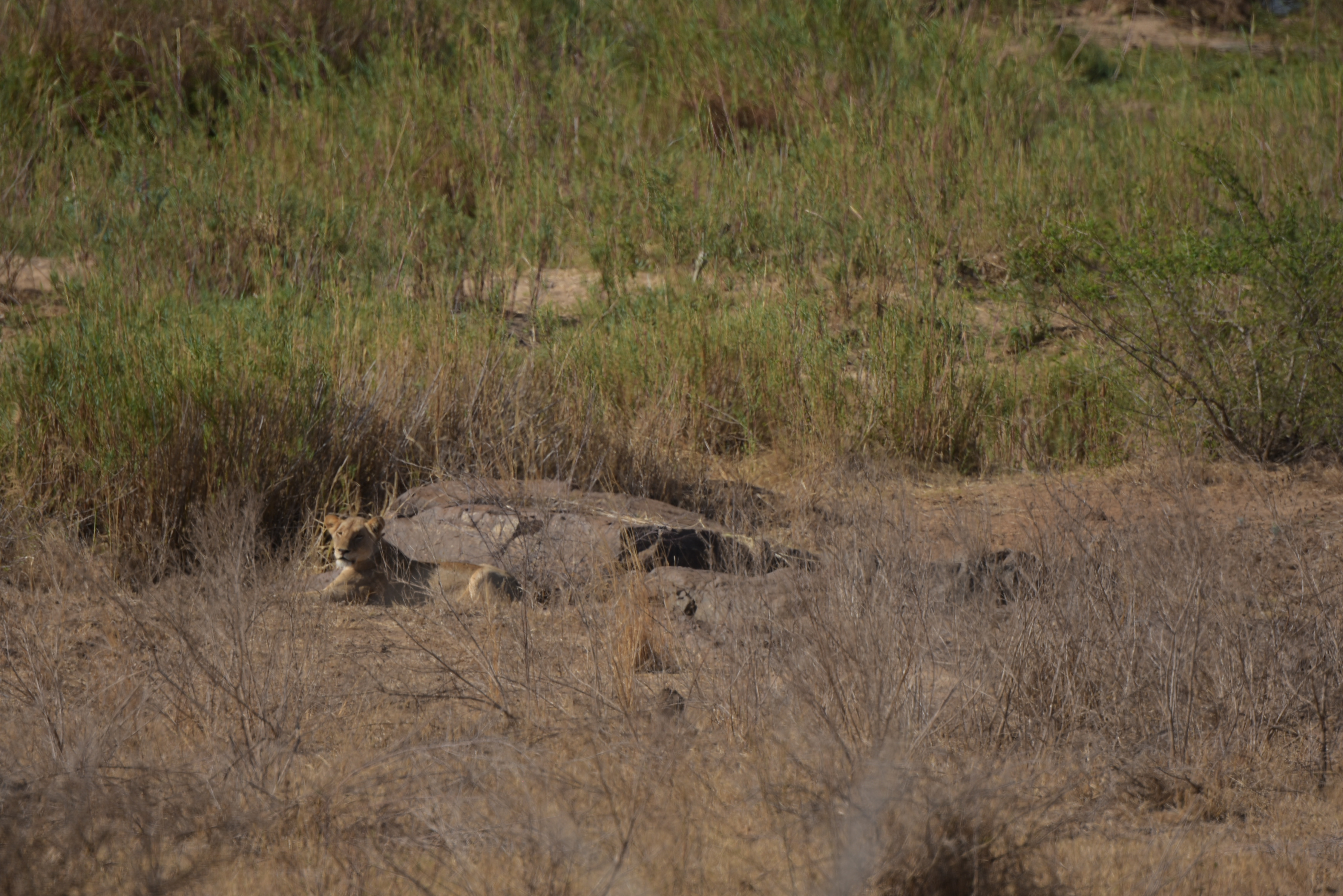 Kruger Park safari  µĿ³԰ProteaվƵ