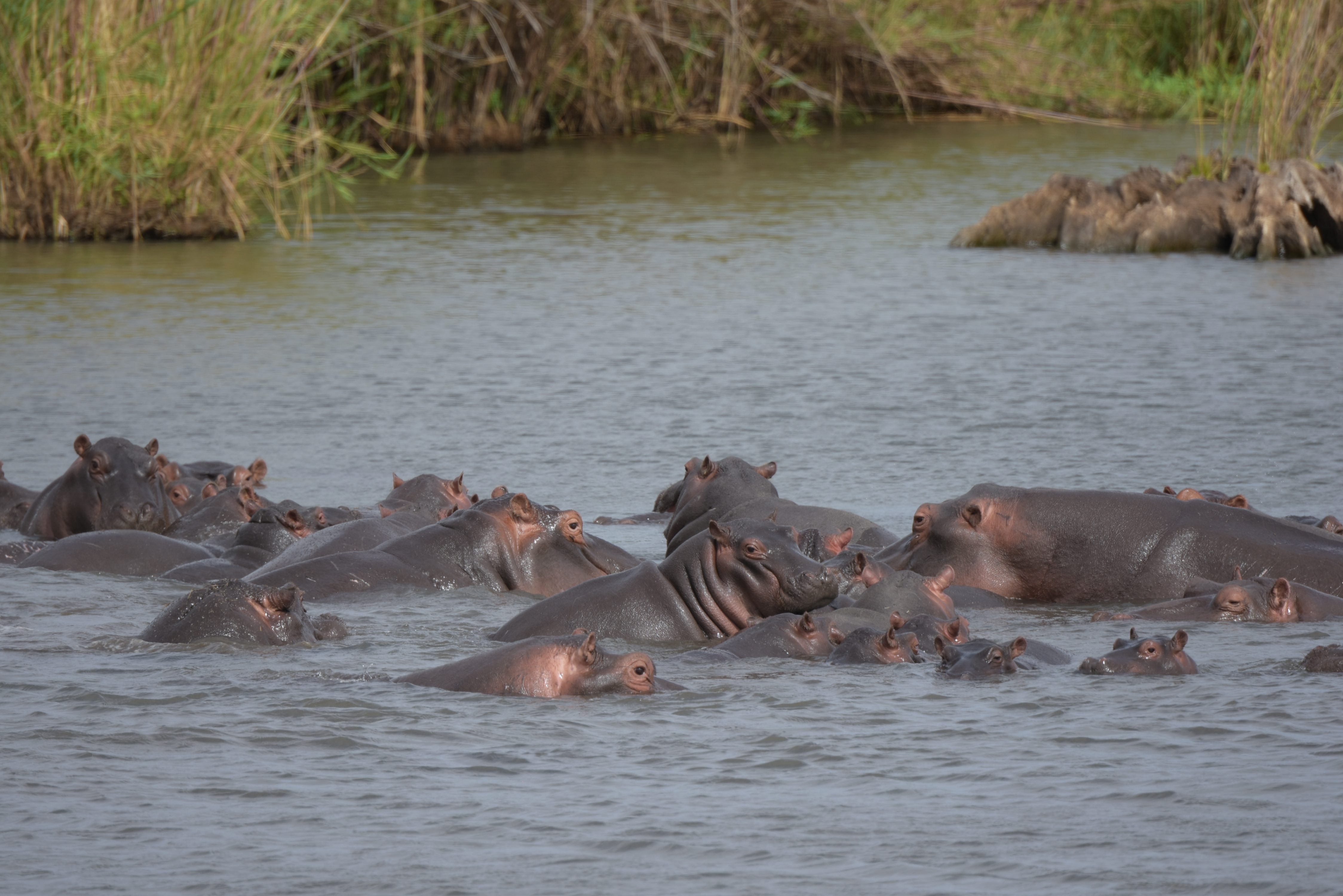 Kruger Park safari  µĿ³԰ProteaվƵ