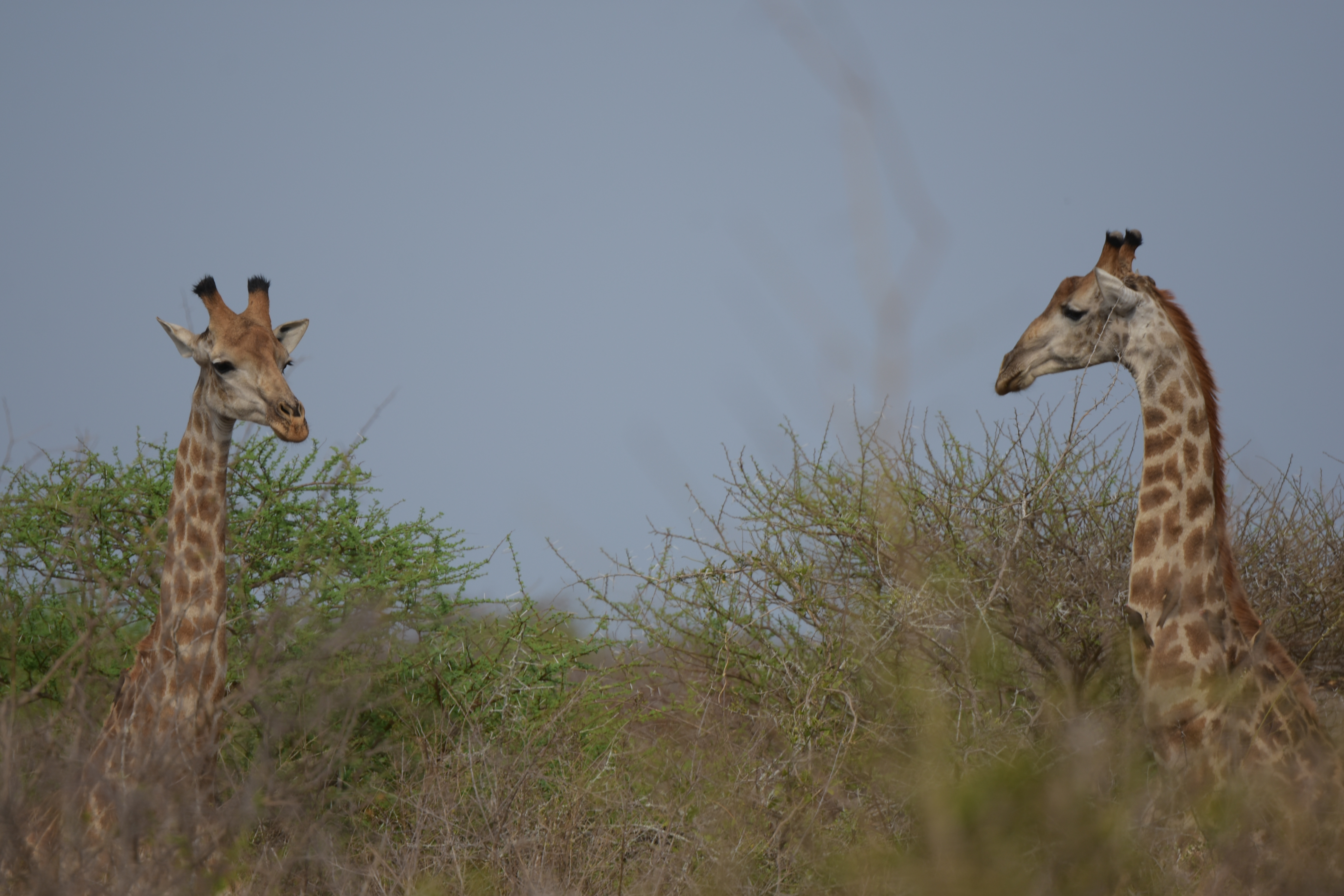 Kruger Park safari  µĿ³԰ProteaվƵ