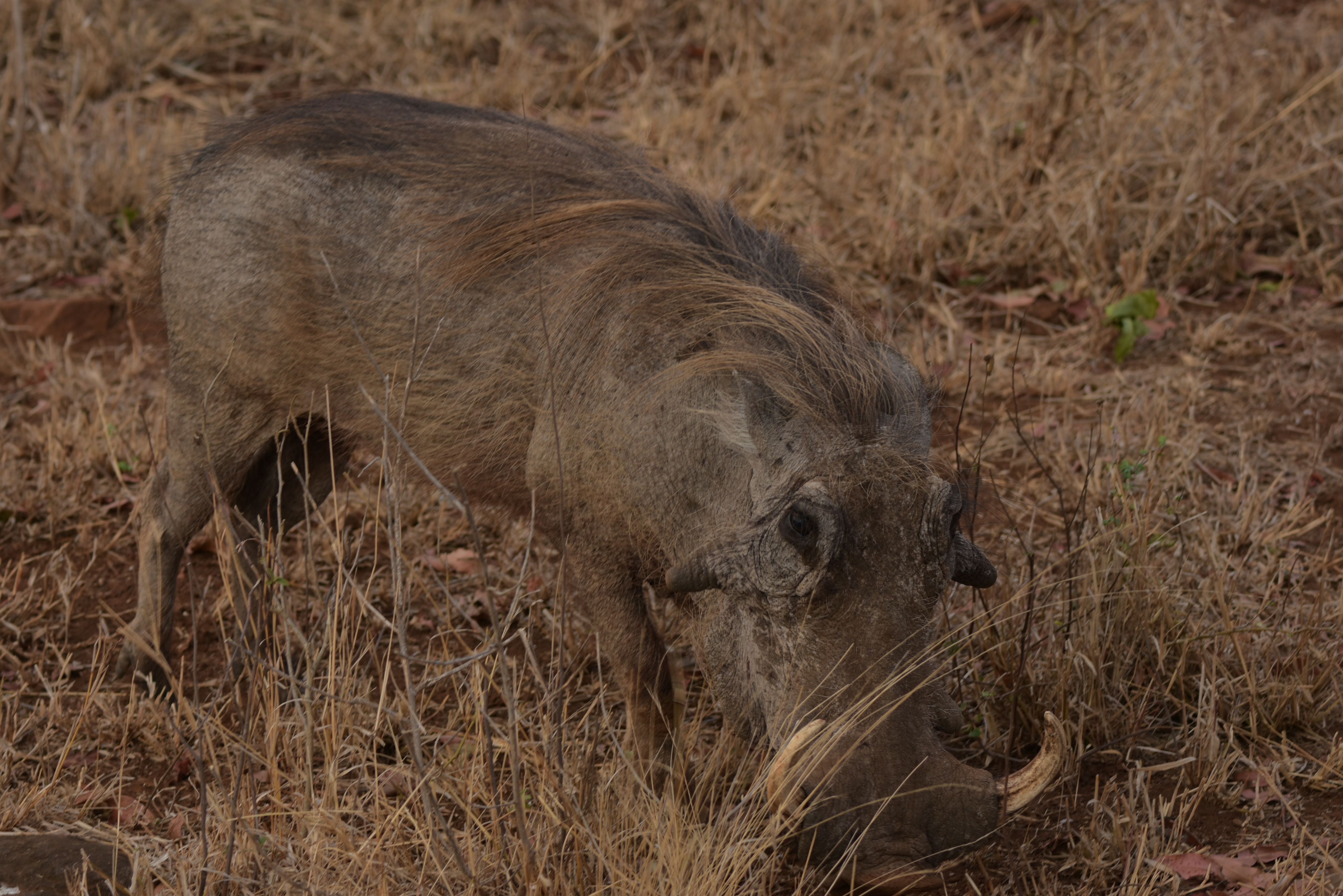 Kruger Park safari  µĿ³԰ProteaվƵ