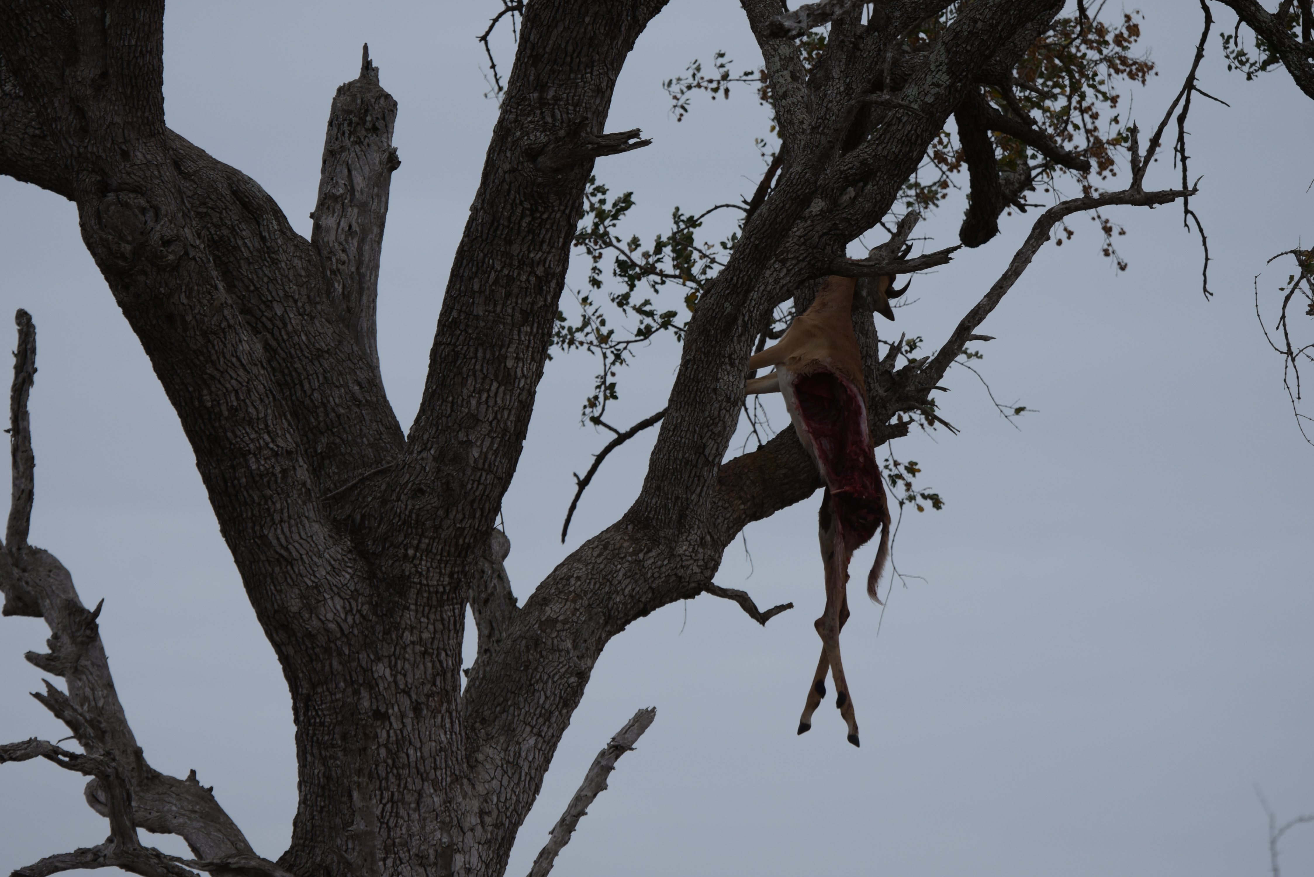 Kruger Park safari  µĿ³԰ProteaվƵ