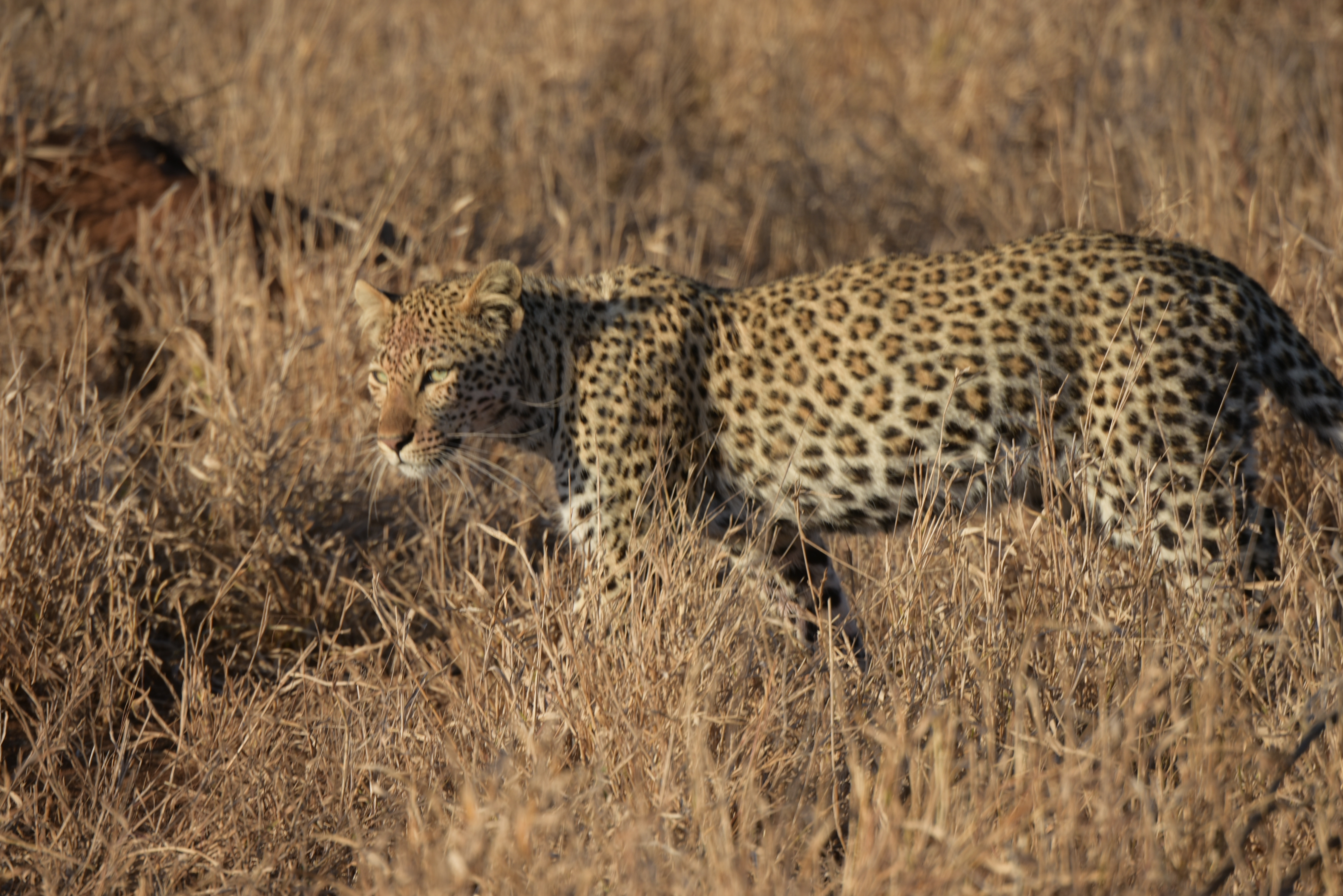 Kruger Park safari  µĿ³԰ProteaվƵ