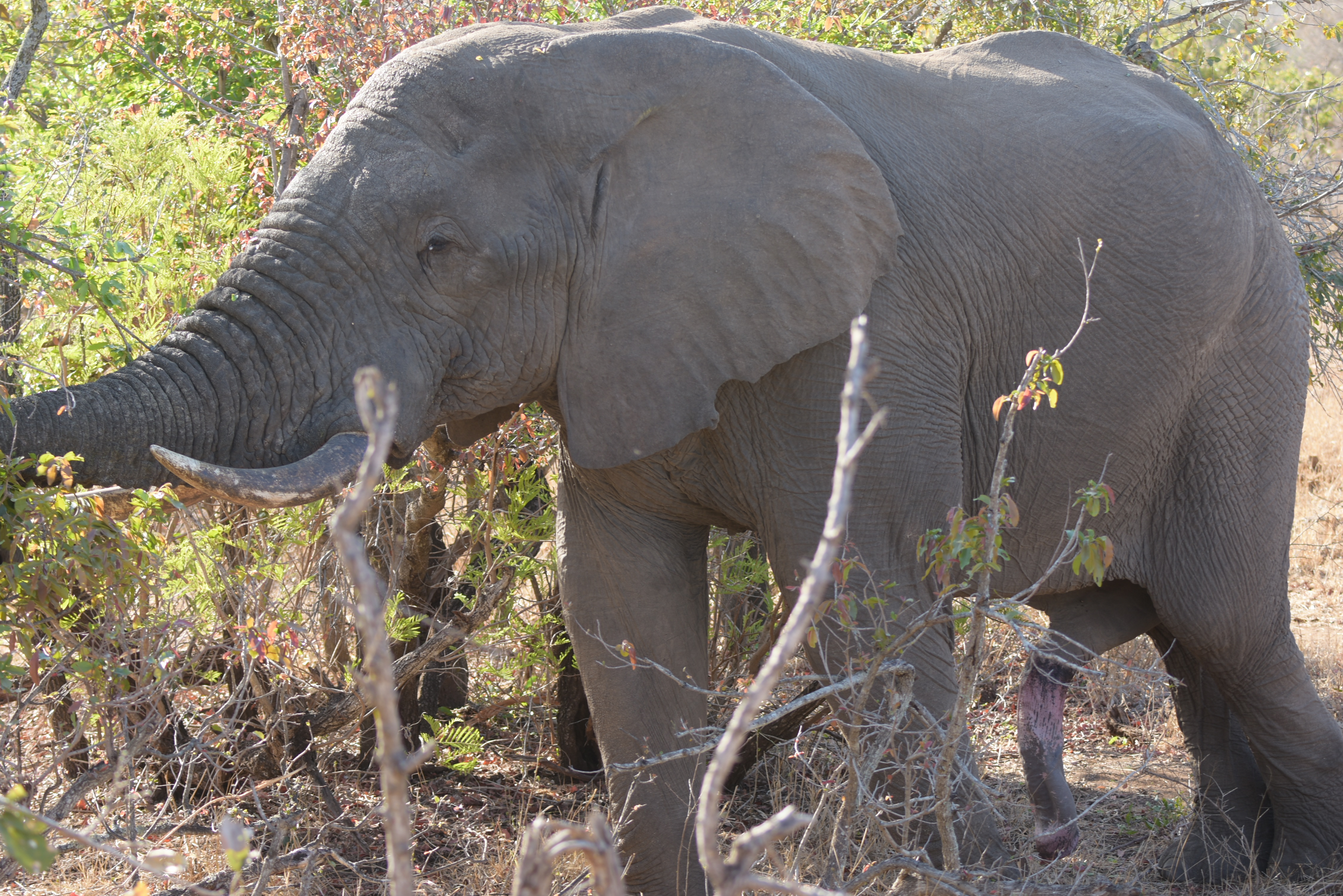 Kruger Park safari  µĿ³԰ProteaվƵ