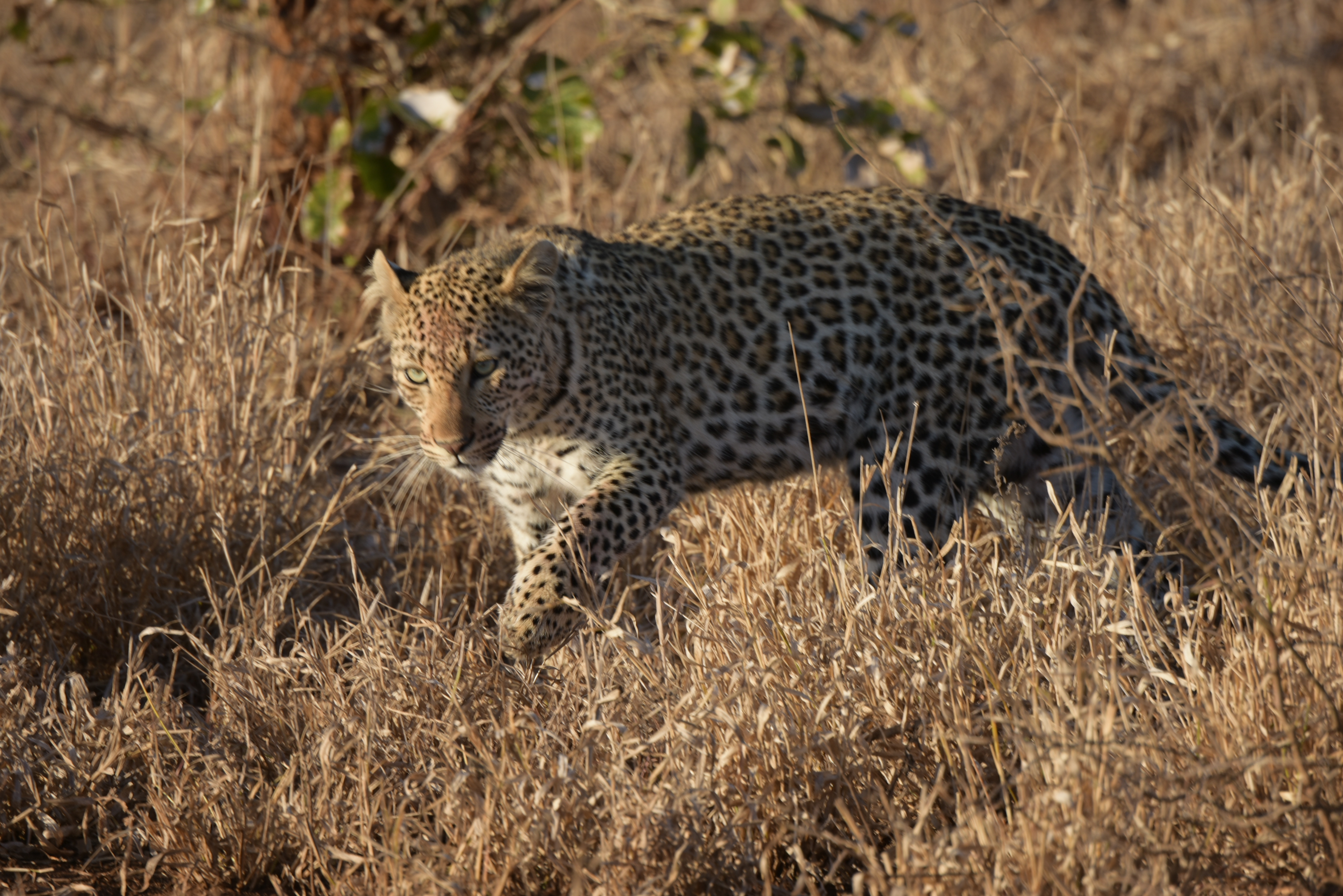 Kruger Park safari  µĿ³԰ProteaվƵ