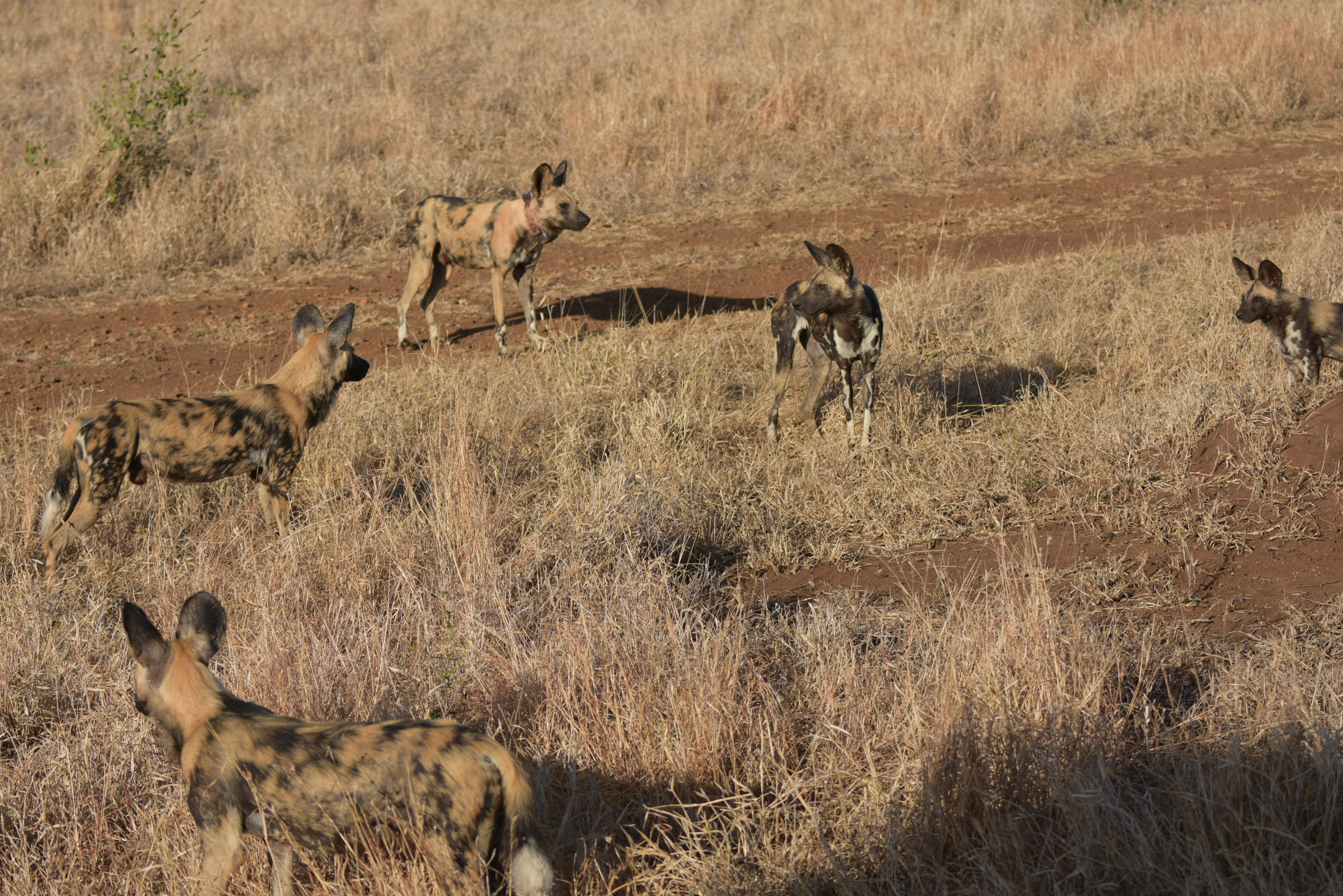 Kruger Park safari  µĿ³԰ProteaվƵ