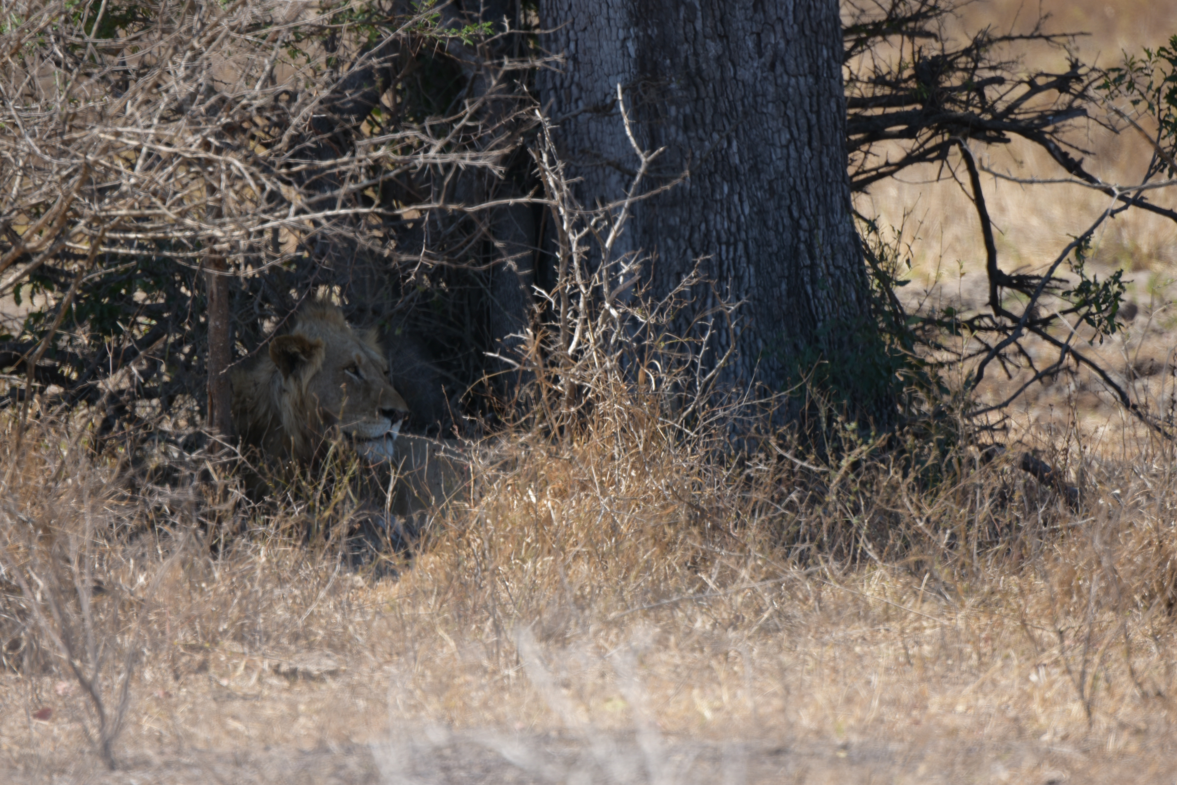 Kruger Park safari  µĿ³԰ProteaվƵ