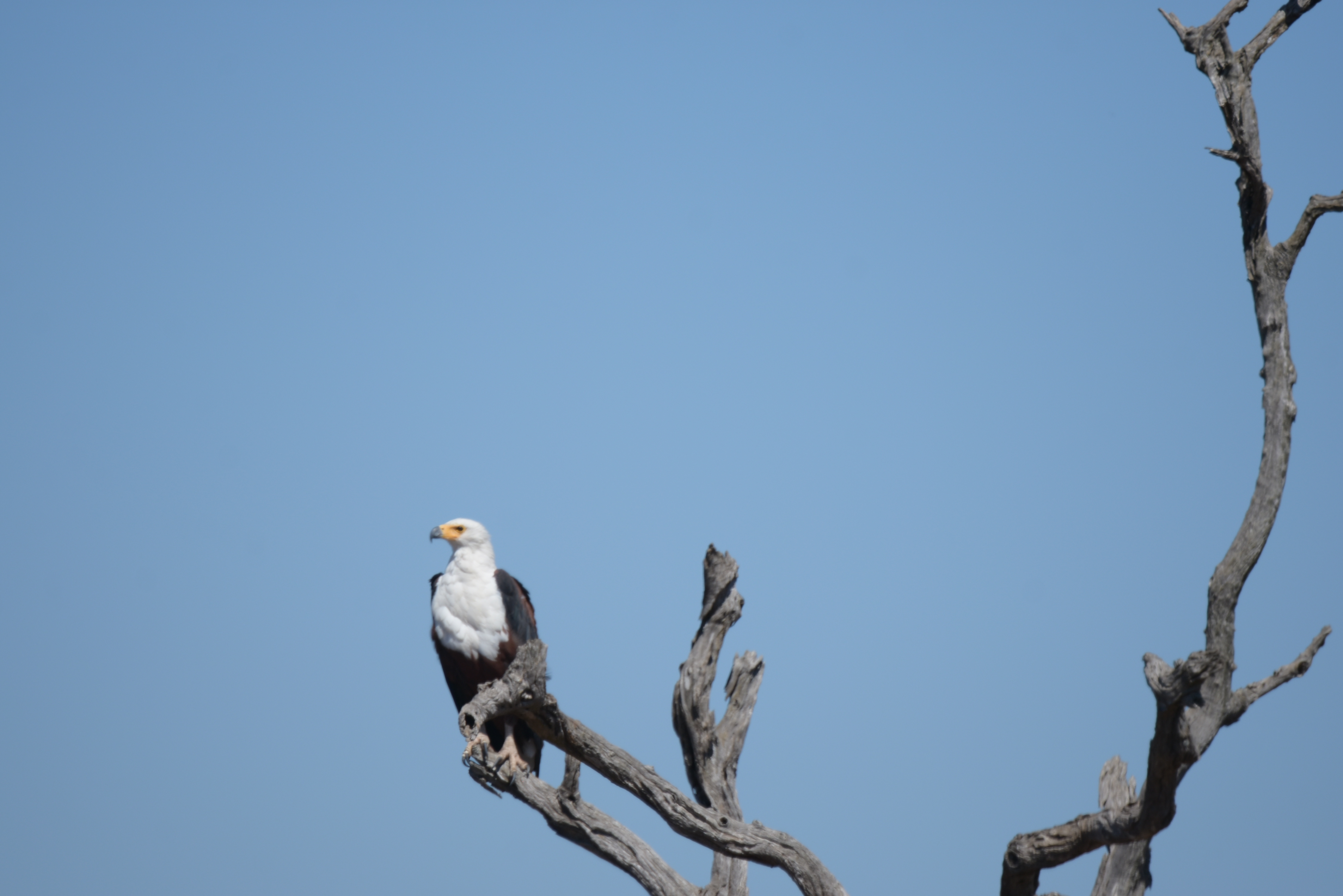 Kruger Park safari  µĿ³԰ProteaվƵ