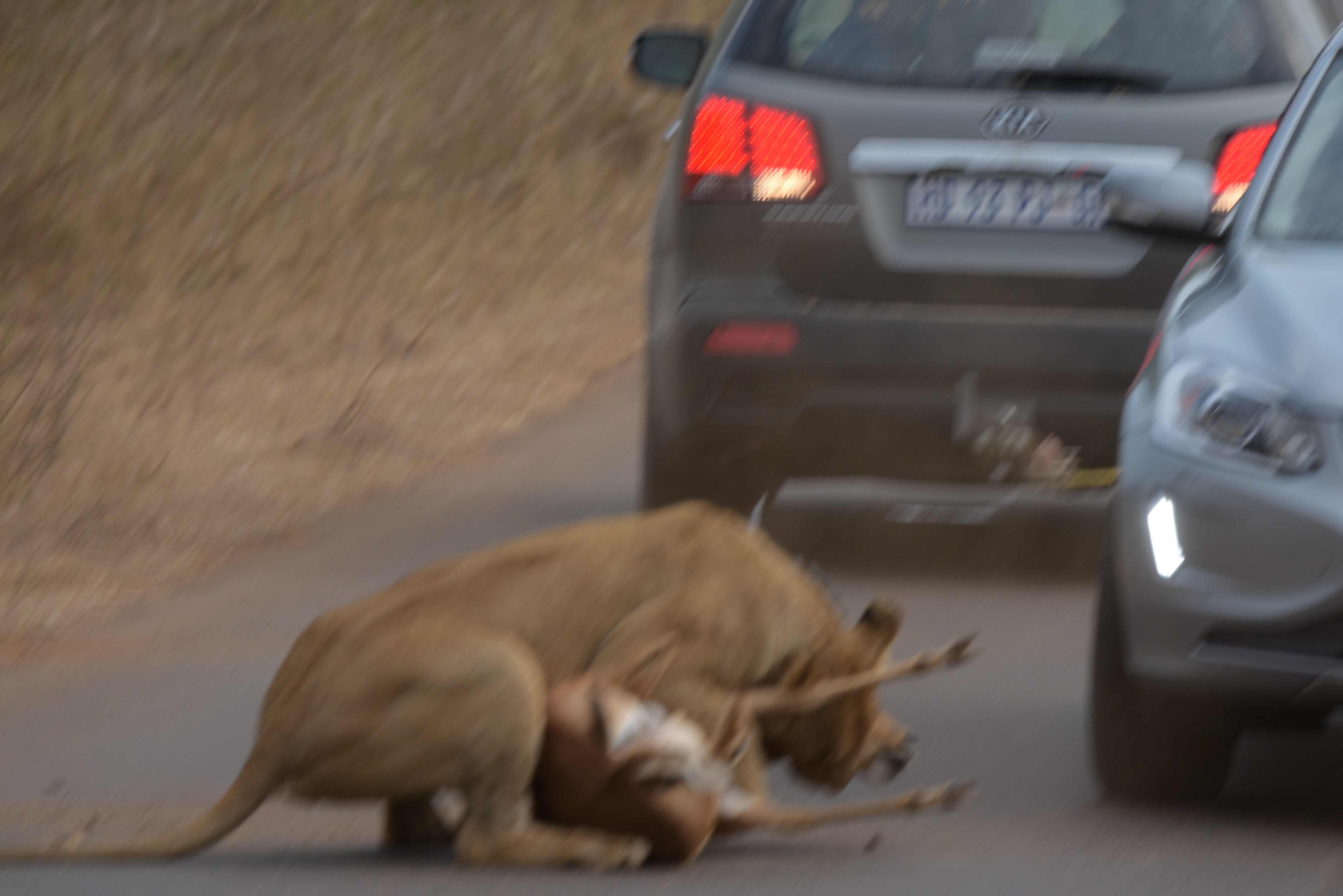 Kruger Park safari  µĿ³԰ProteaվƵ