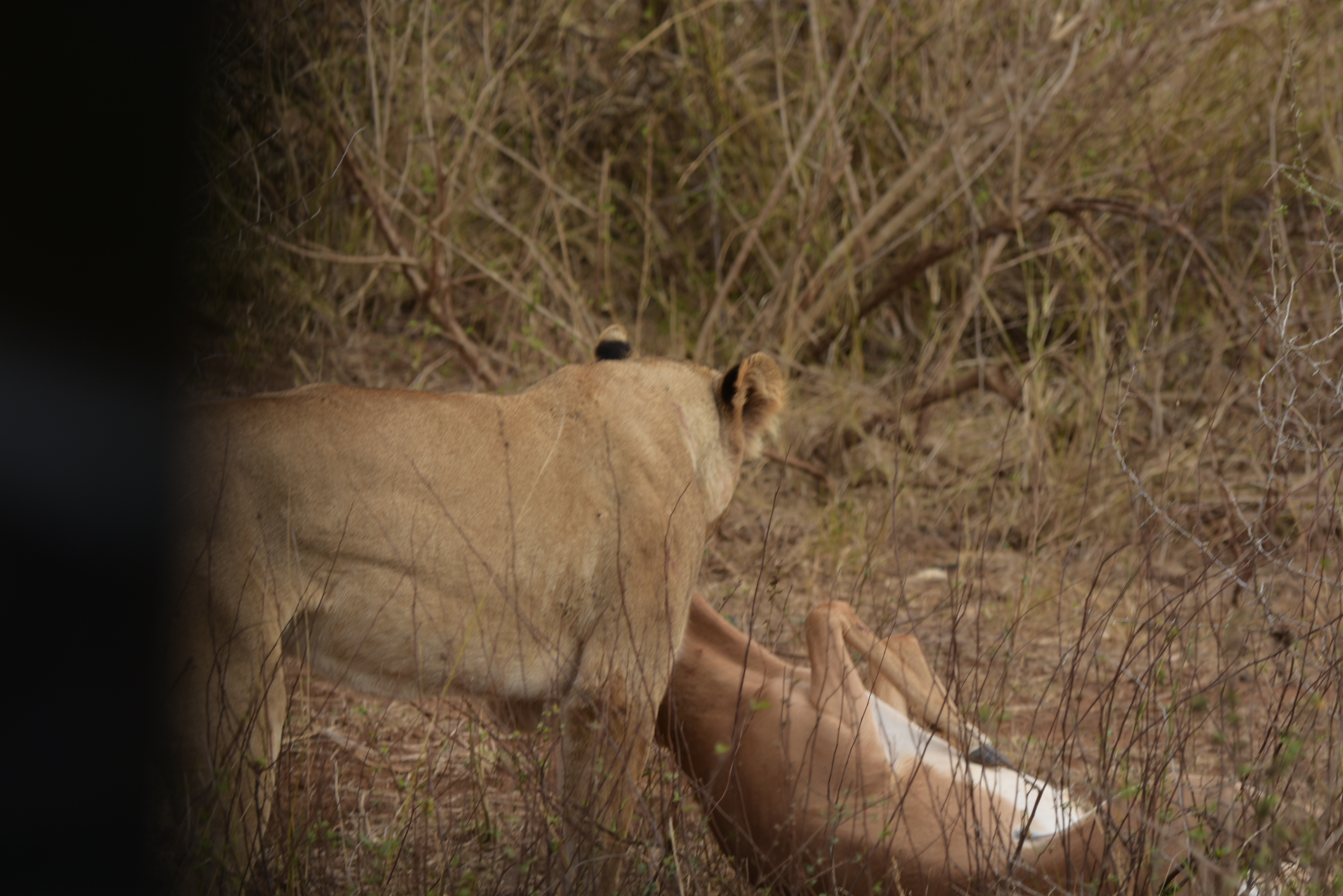 Kruger Park safari  µĿ³԰ProteaվƵ