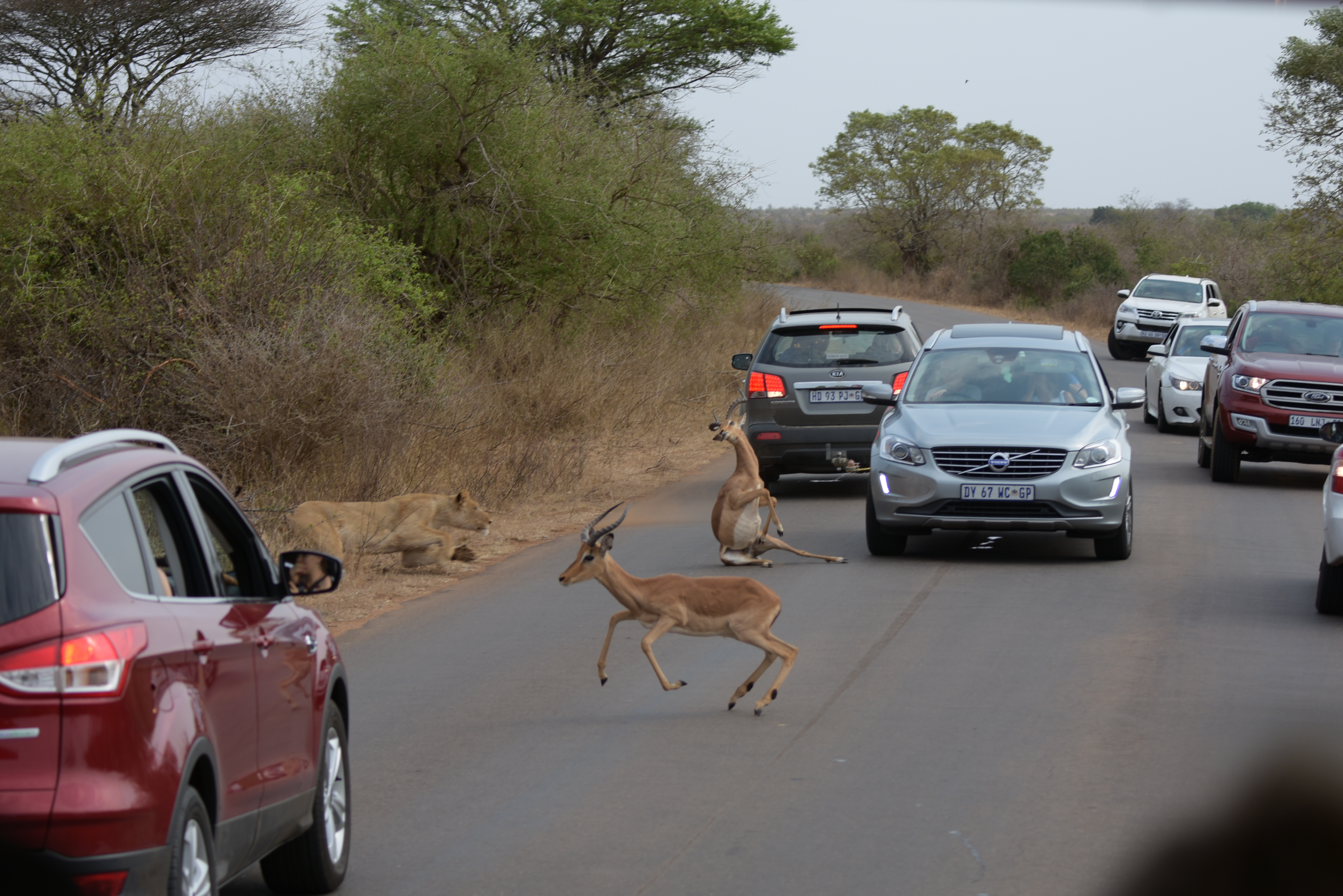 Kruger Park safari  µĿ³԰ProteaվƵ