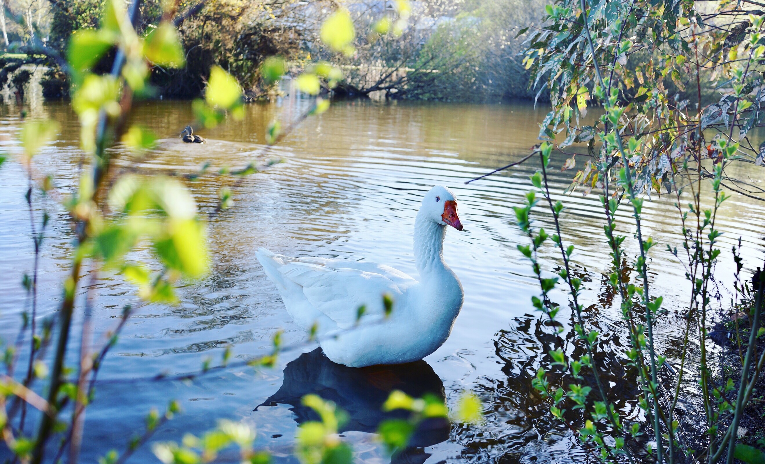 Lake house Daylesfordtop 10 of Australia