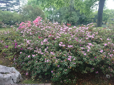 一篇咕了好久的南京玄武湖智选假日——秦淮烟雨，雾中艳